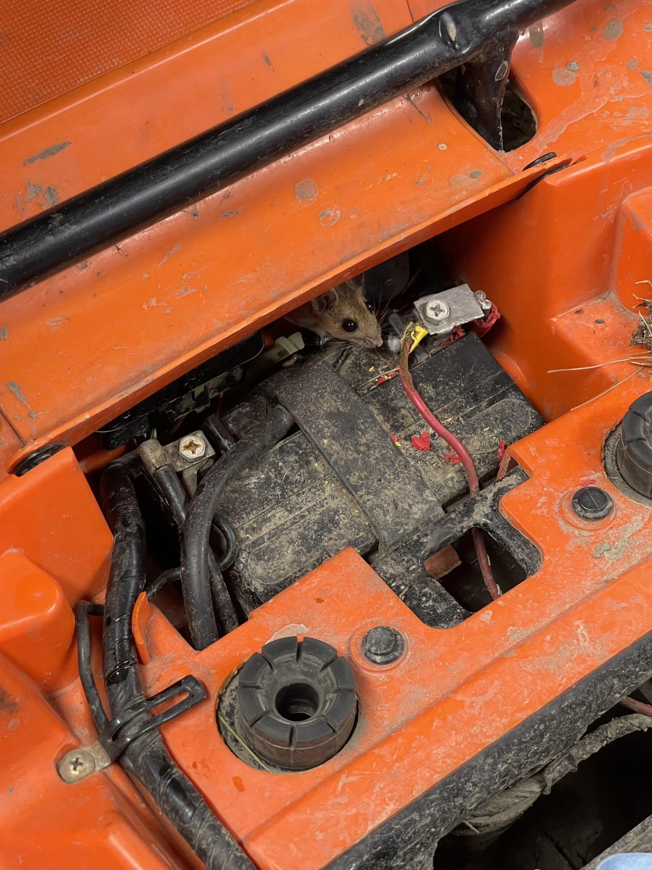 Jeep Gladiator I like squirrels but... 6AA3506A-E1C3-409D-8ADC-E3B0D19DF0BA