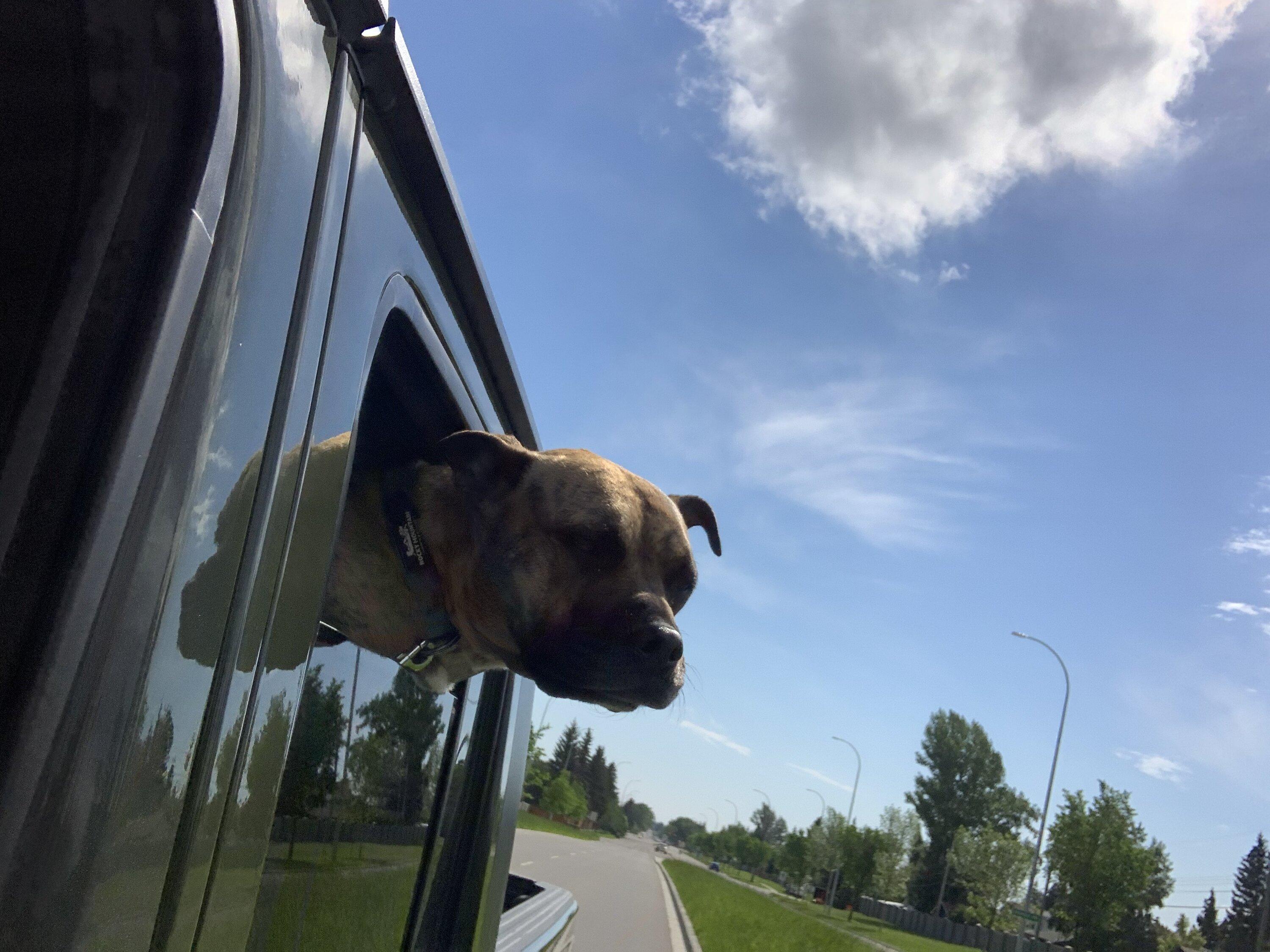 Jeep Gladiator Let’s see your pets cause they are the best companion you can have!!!!! 715ECD3B-C3C7-4084-9970-3BDDE9A603AE
