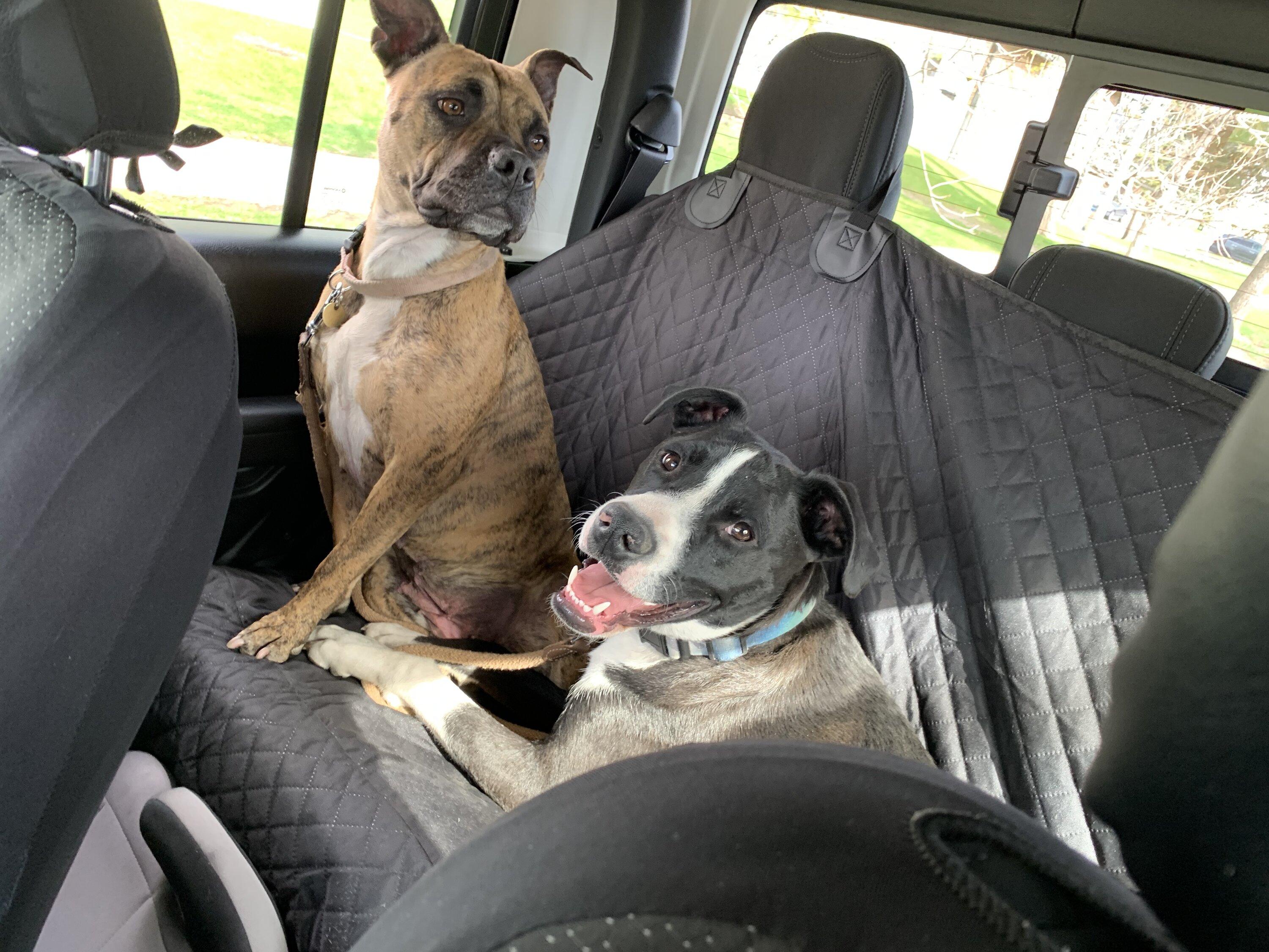 Jeep Gladiator Let’s see your pets cause they are the best companion you can have!!!!! BB978EE4-261A-48C8-A9EB-21D826263DB9