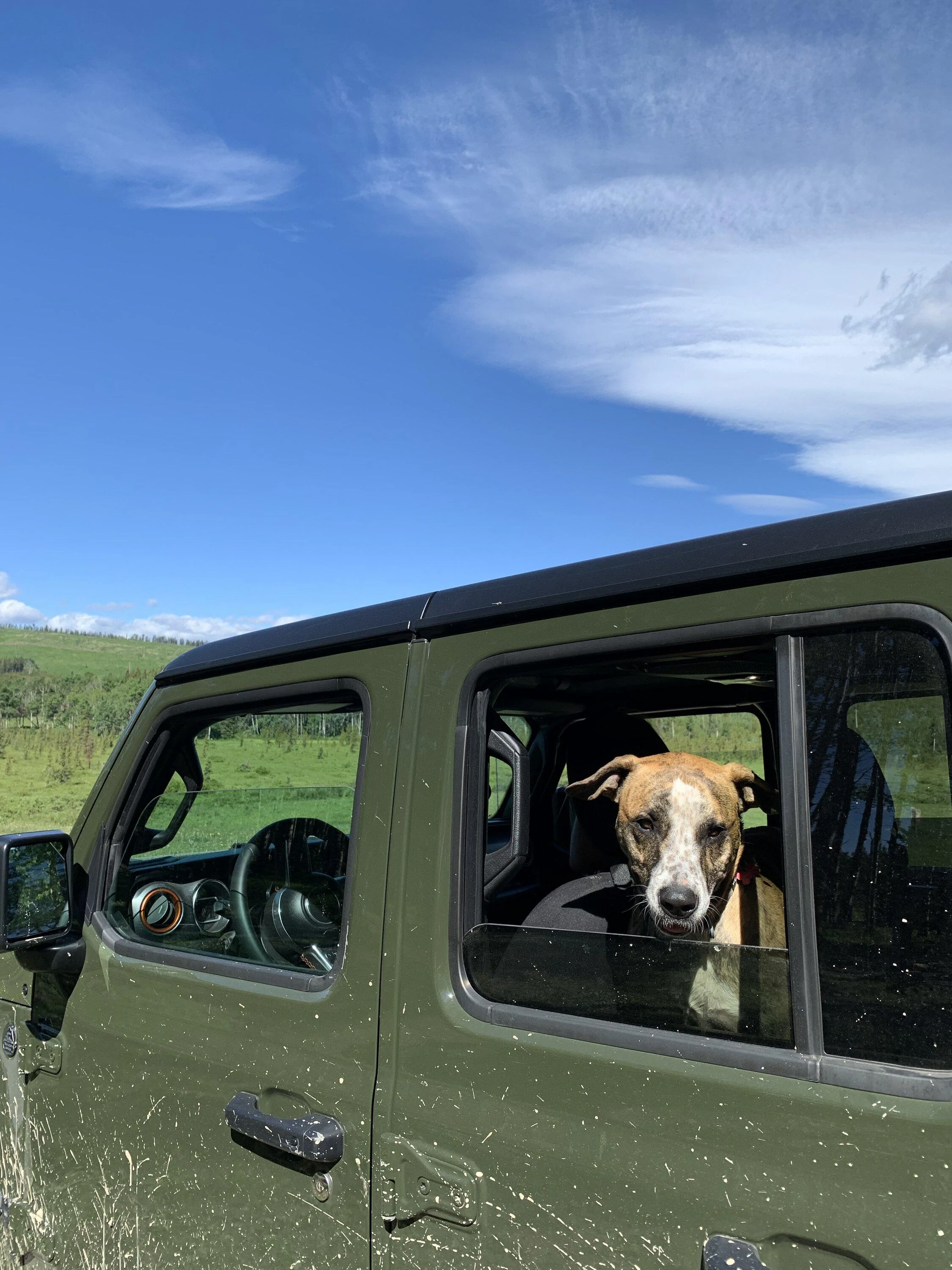 Jeep Gladiator Let’s see your pets cause they are the best companion you can have!!!!! F679AF13-7C66-4BE1-98D4-FBAD3D2578B6