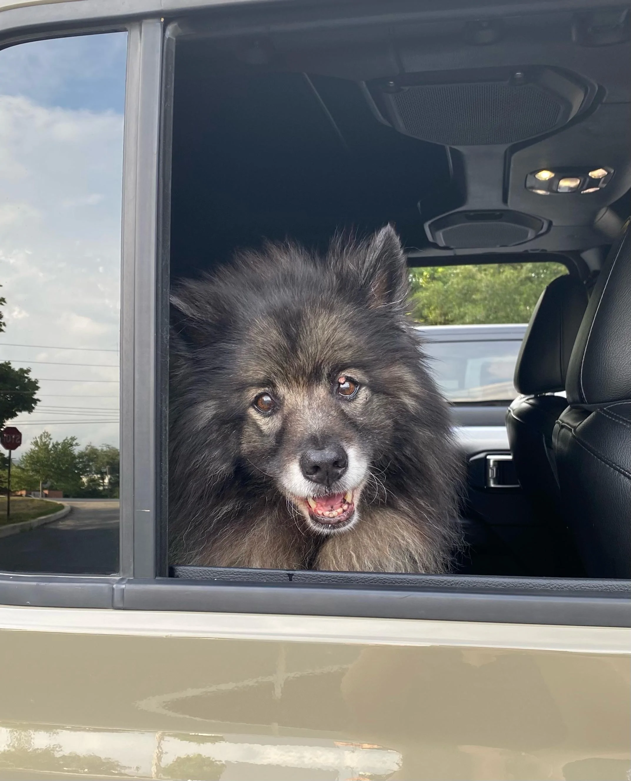 Jeep Gladiator Let’s see your pets cause they are the best companion you can have!!!!! F833F519-ABA9-47A4-8A39-F65FEBF2944F