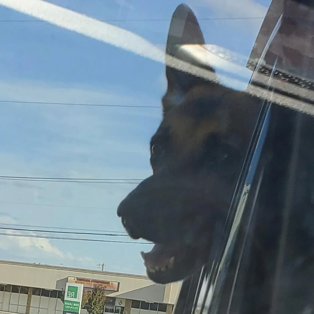 Jeep Gladiator Let’s see your pets cause they are the best companion you can have!!!!! IMG_20220807_191206_848