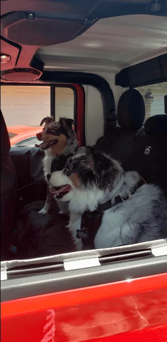 Jeep Gladiator Let’s see your pets cause they are the best companion you can have!!!!! 1659990074654