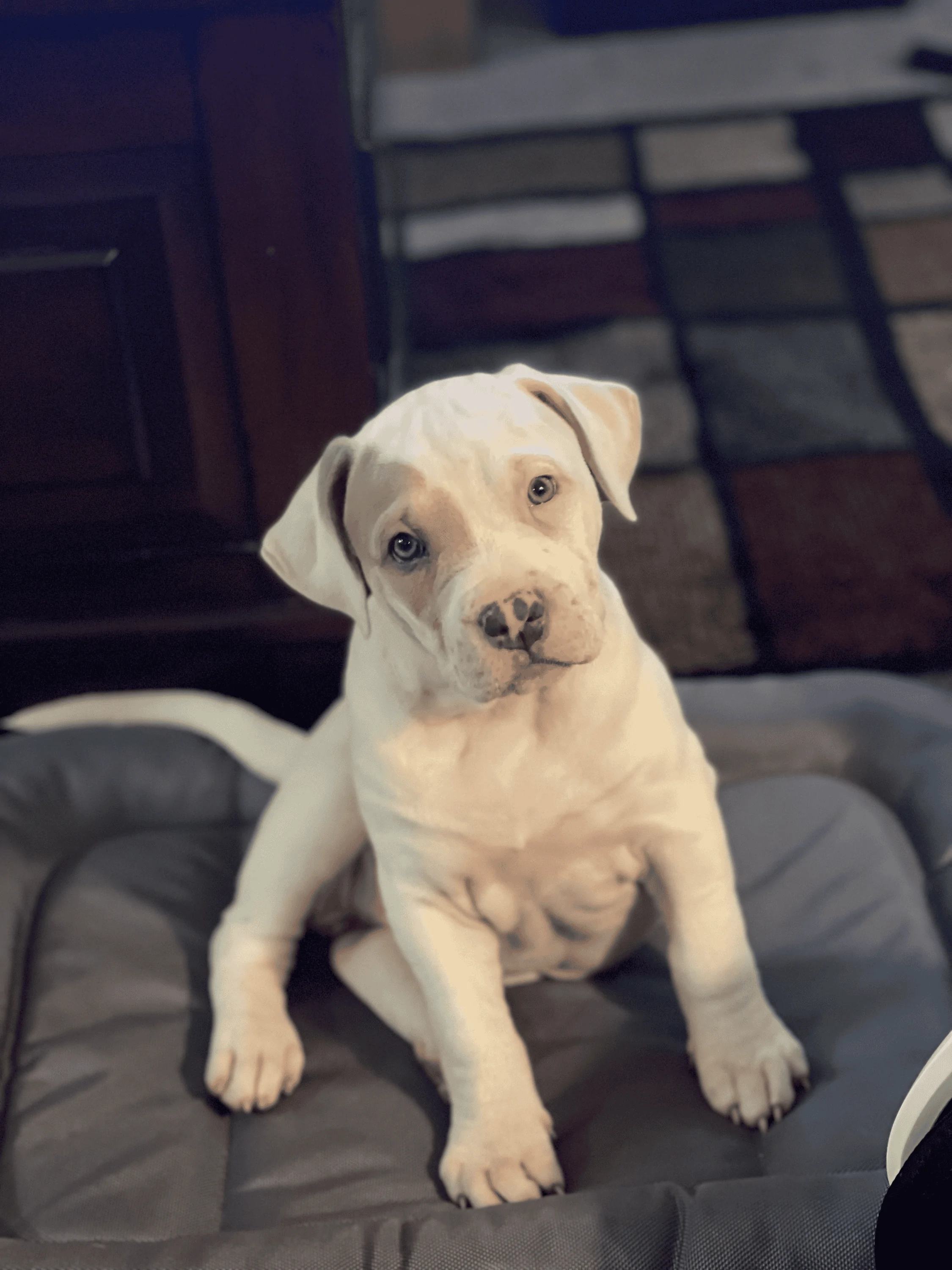 Jeep Gladiator Let’s see your pets cause they are the best companion you can have!!!!! tempImageweBUkH