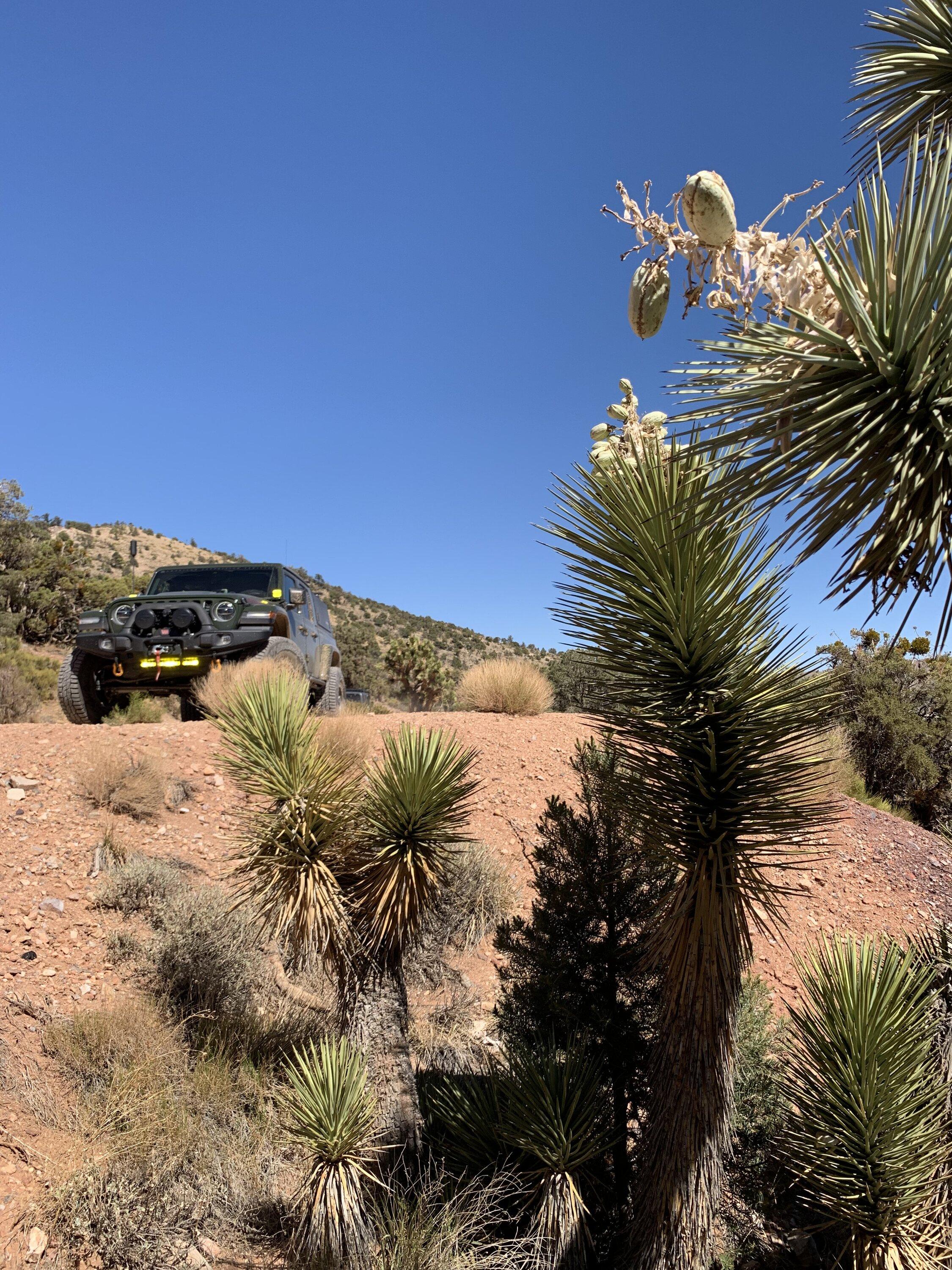 Jeep Gladiator AEV 370 JTRD IMG_5559