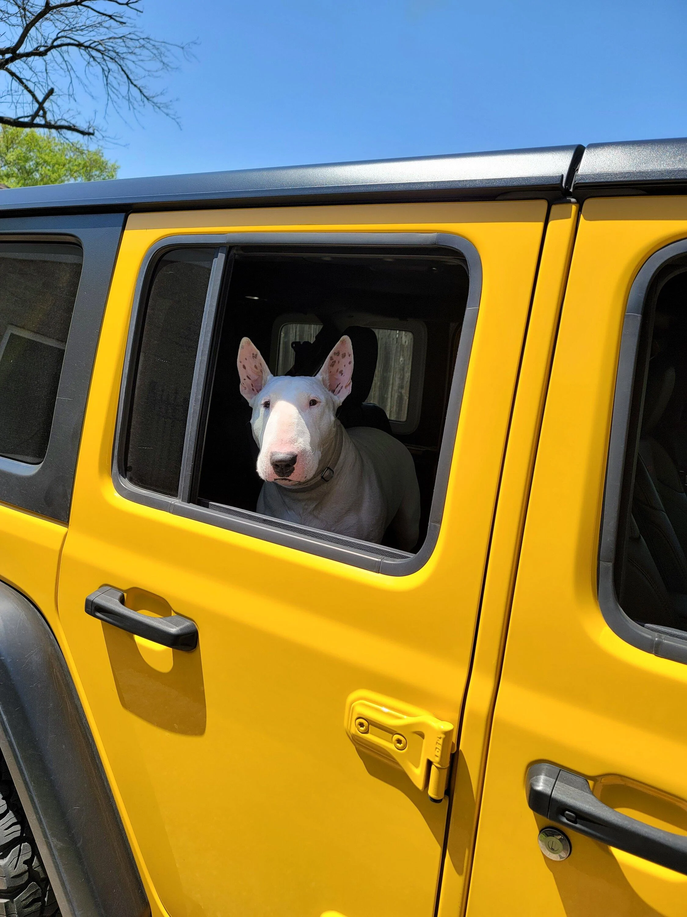 Jeep Gladiator Let’s see your pets cause they are the best companion you can have!!!!! 20220401_131138
