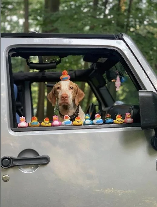Jeep Gladiator Jeep Featuring World’s Largest Duck and Giving Out Free Rubber Ducks at Detroit Auto Show screen-shot-2022-09-12-at-8-25-49-am-jpg