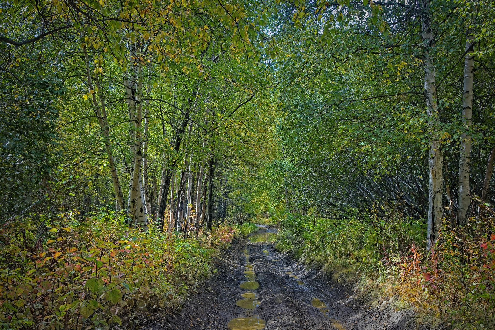 Jeep Gladiator Where did you WHEEL your Gladiator today? trail through trees