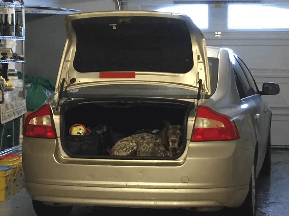 Jeep Gladiator Ruffland Kennel For Your Dog 1663145577007