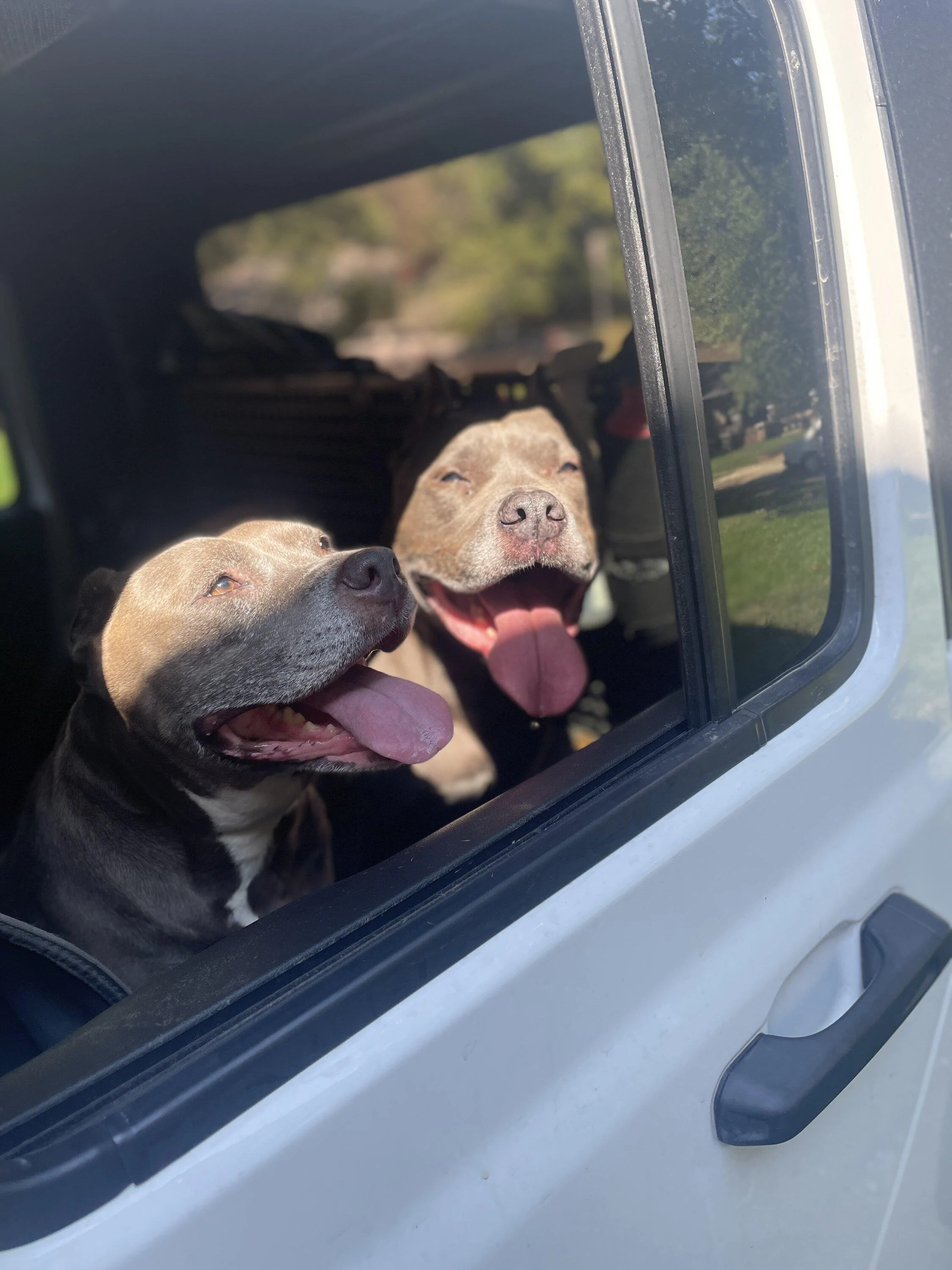 Jeep Gladiator Glad(iator) Dogs! Let's see 'em! D11B8A3E-691F-4303-8B35-972D7B0C9EEE