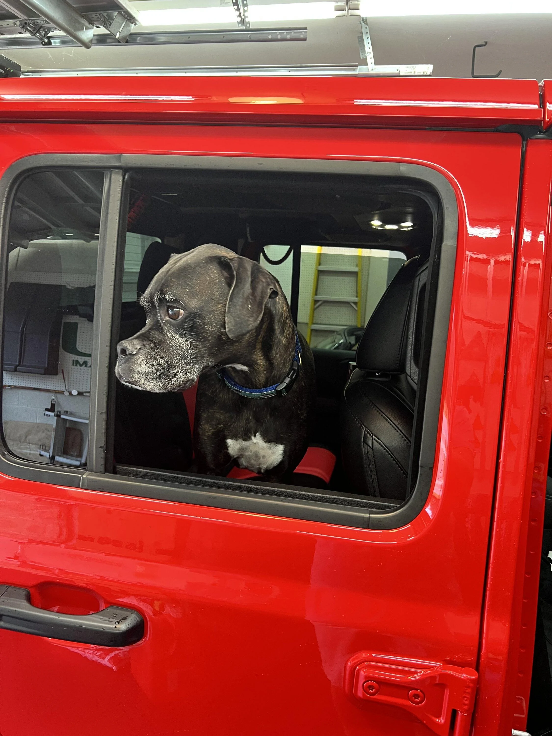 Jeep Gladiator Glad(iator) Dogs! Let's see 'em! DAF36351-29C7-4644-80D4-B6D276BED805