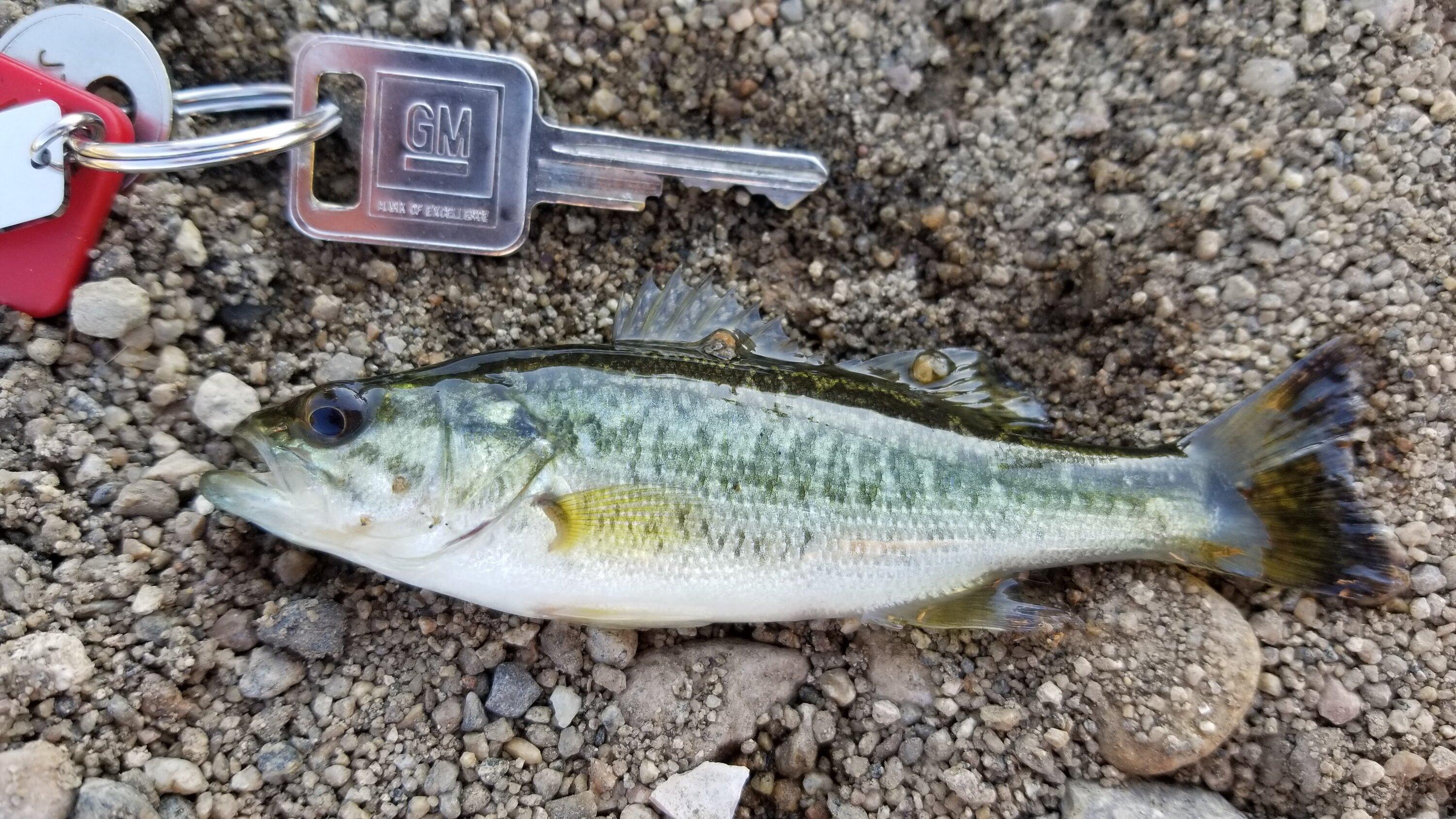 Jeep Gladiator What did you CATCH with your Gladiator today? 20201030_153807