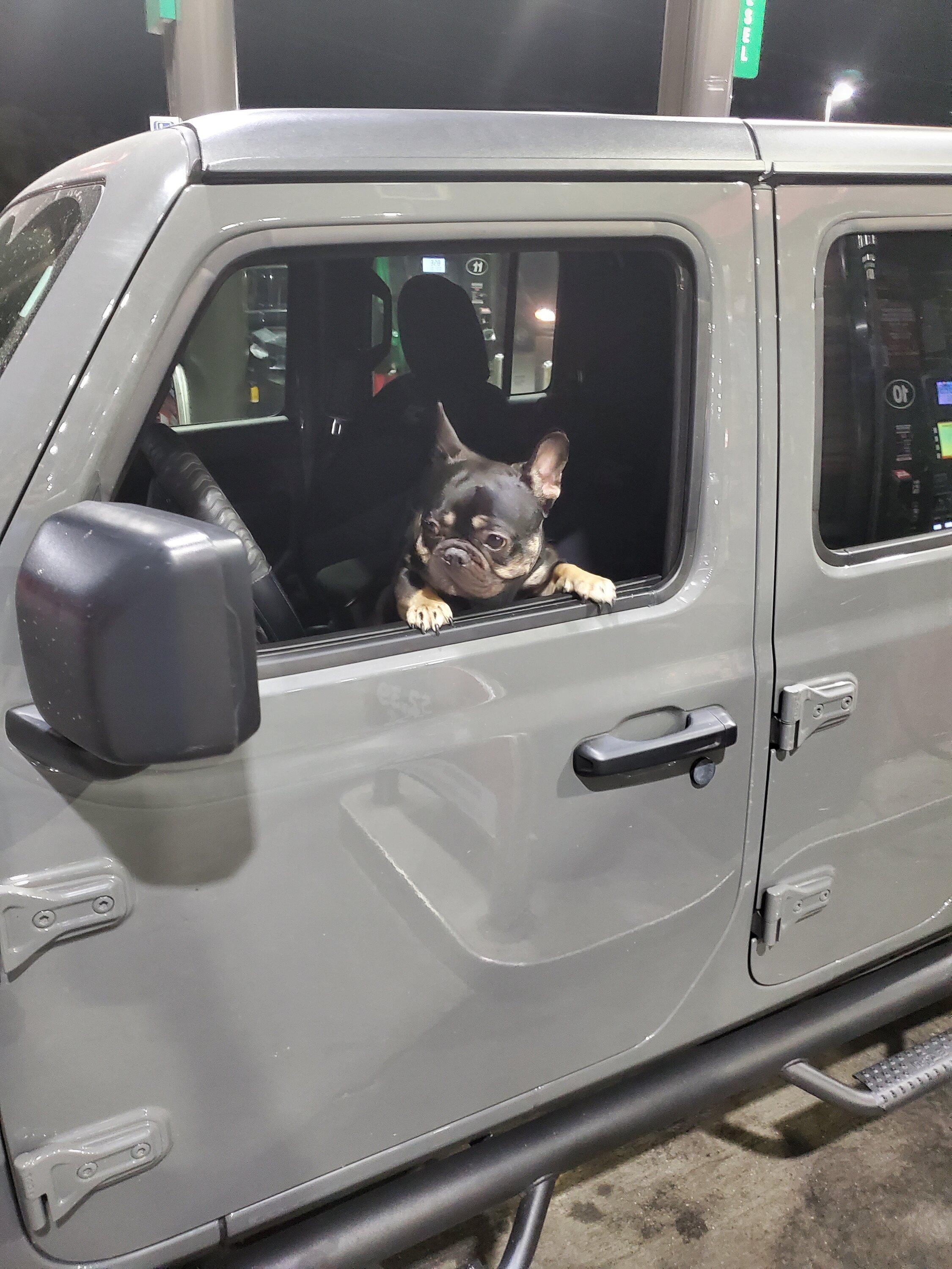 Jeep Gladiator Let’s see your pets cause they are the best companion you can have!!!!! 20220928_202654