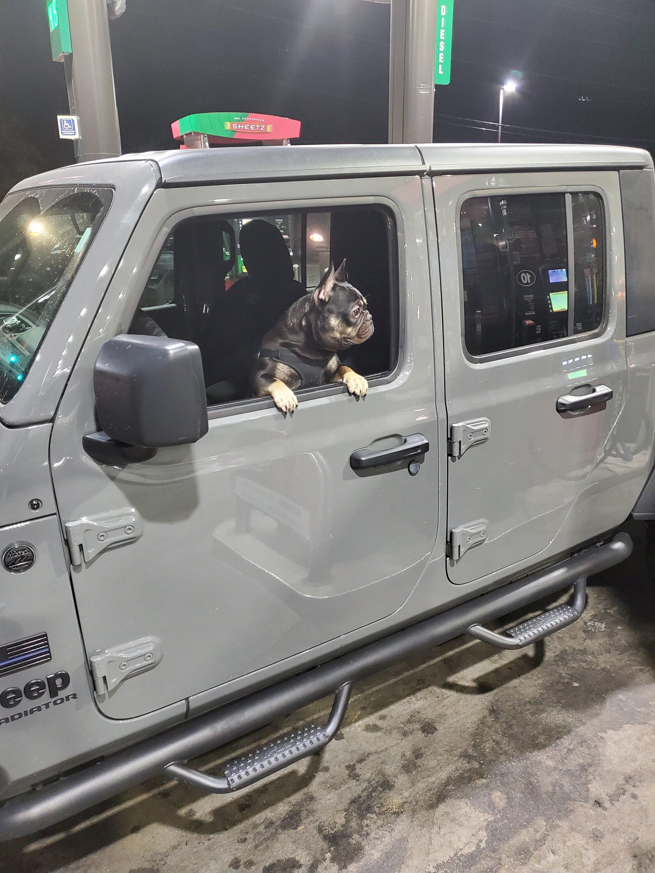 Jeep Gladiator Let’s see your pets cause they are the best companion you can have!!!!! 20220928_202651