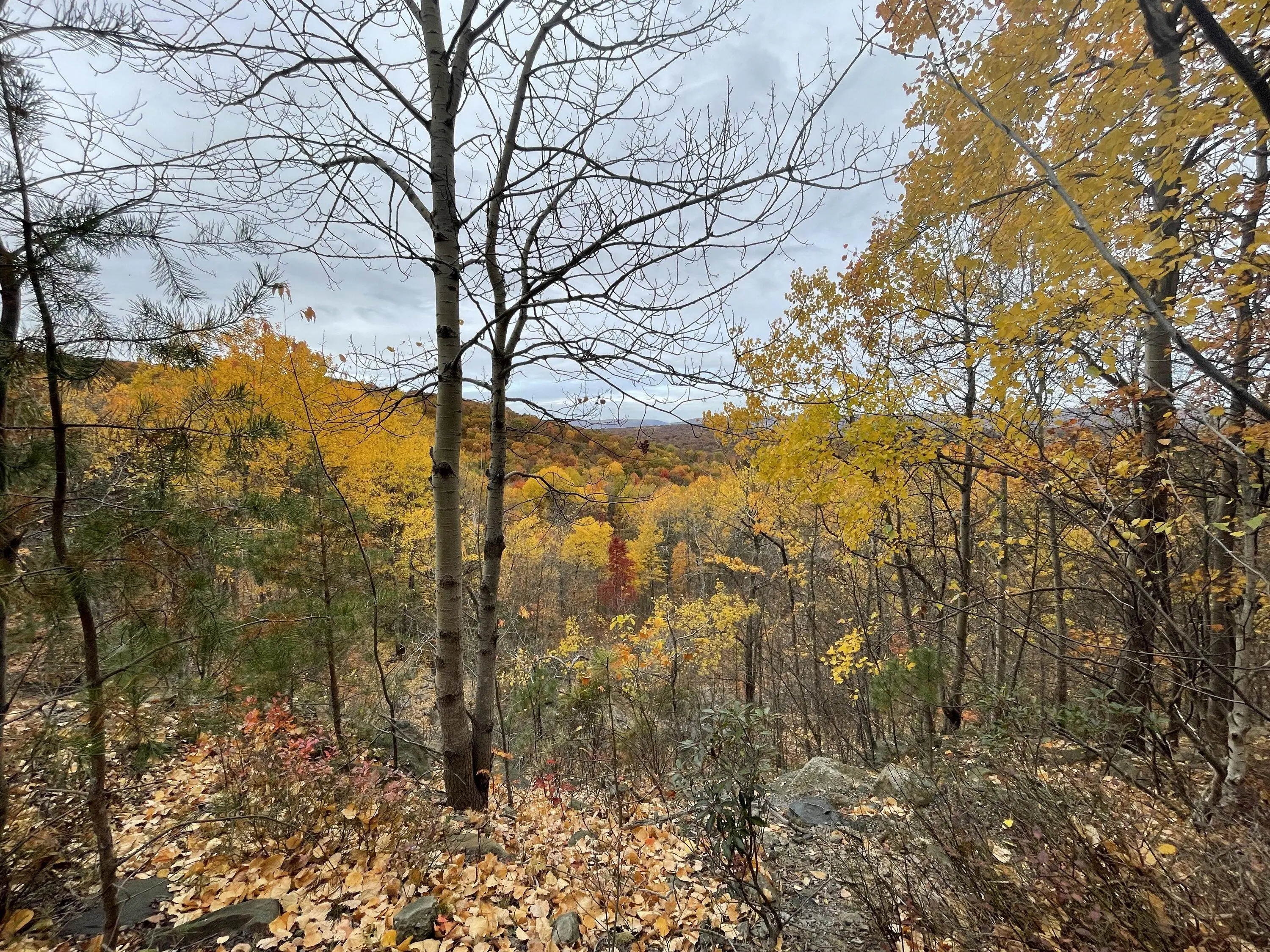 924789C3-F8B0-436E-8097-0C513B209448.jpeg