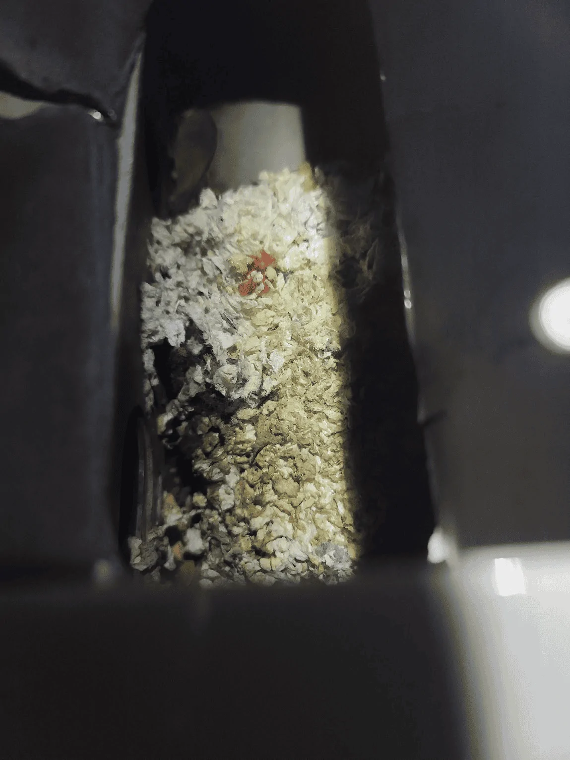 Jeep Gladiator Mice invaded my air box.  Seriously! 1669060254368