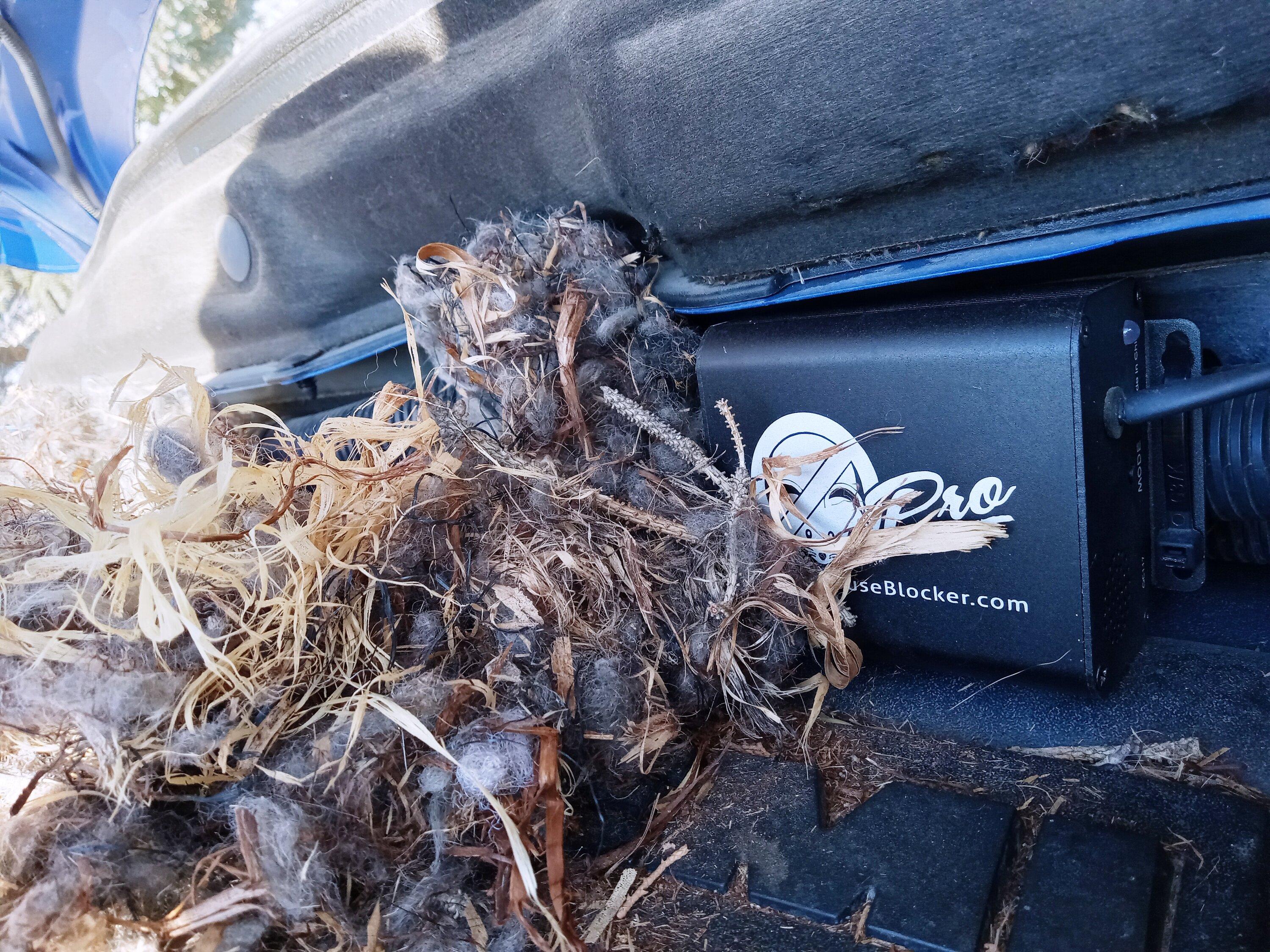 Jeep Gladiator Mice invaded my air box.  Seriously! 20221119_140948