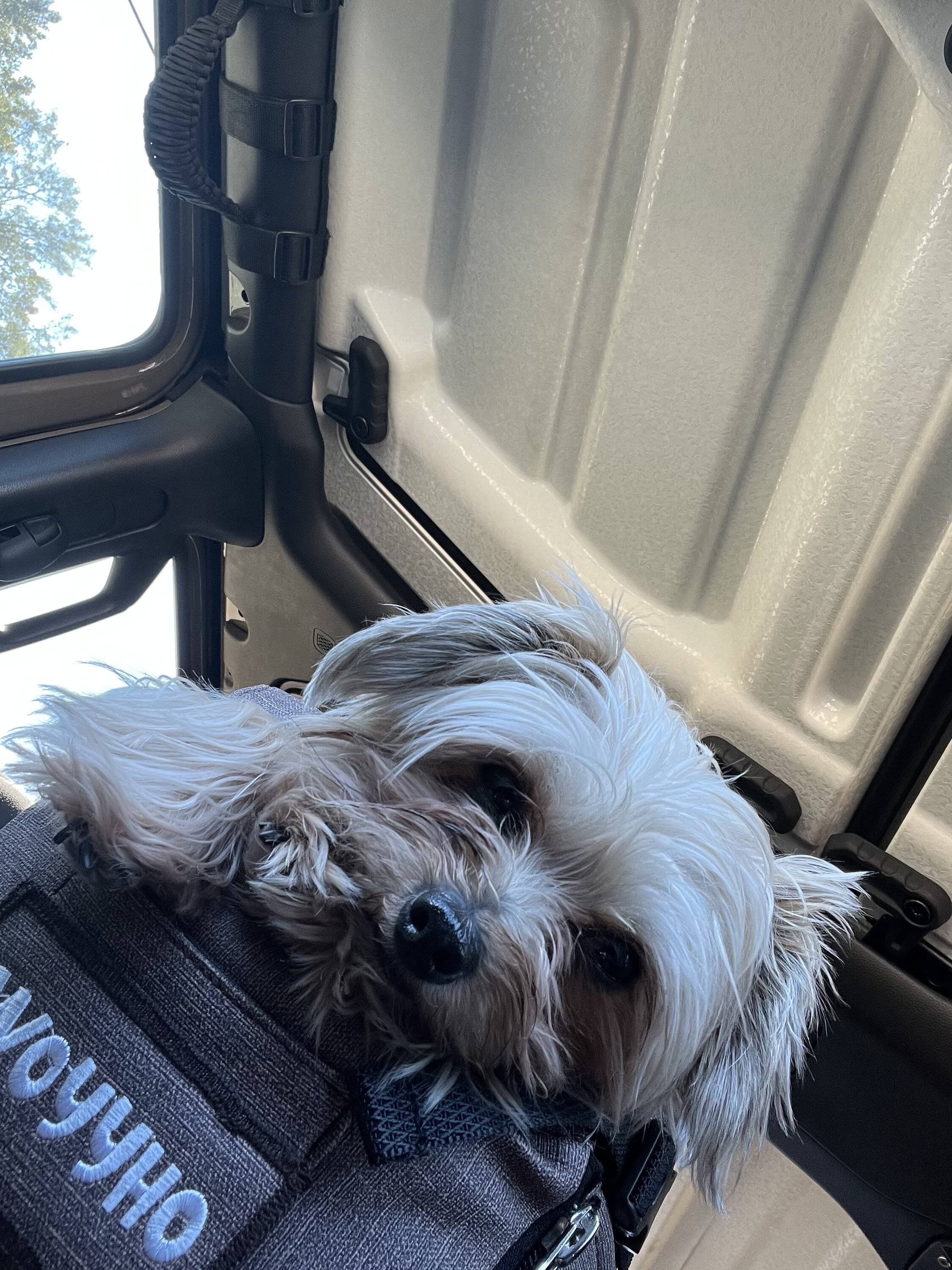 Jeep Gladiator Let’s see your pets cause they are the best companion you can have!!!!! BA9CB162-472E-4A5F-9E79-AF06788C4C73