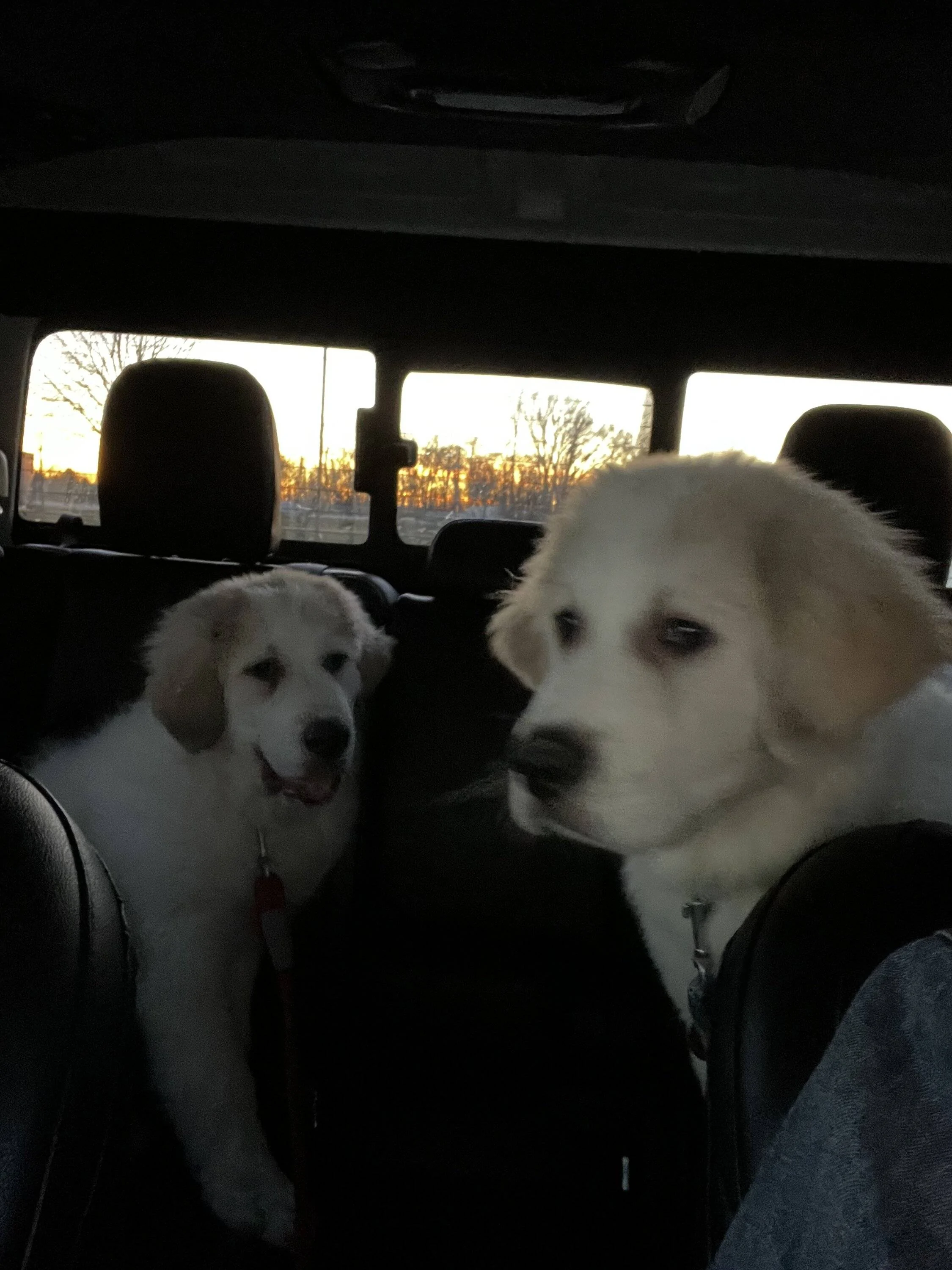 Jeep Gladiator Let’s see your pets cause they are the best companion you can have!!!!! 9B3ECB17-D12B-45F6-A94E-462EA08715CA