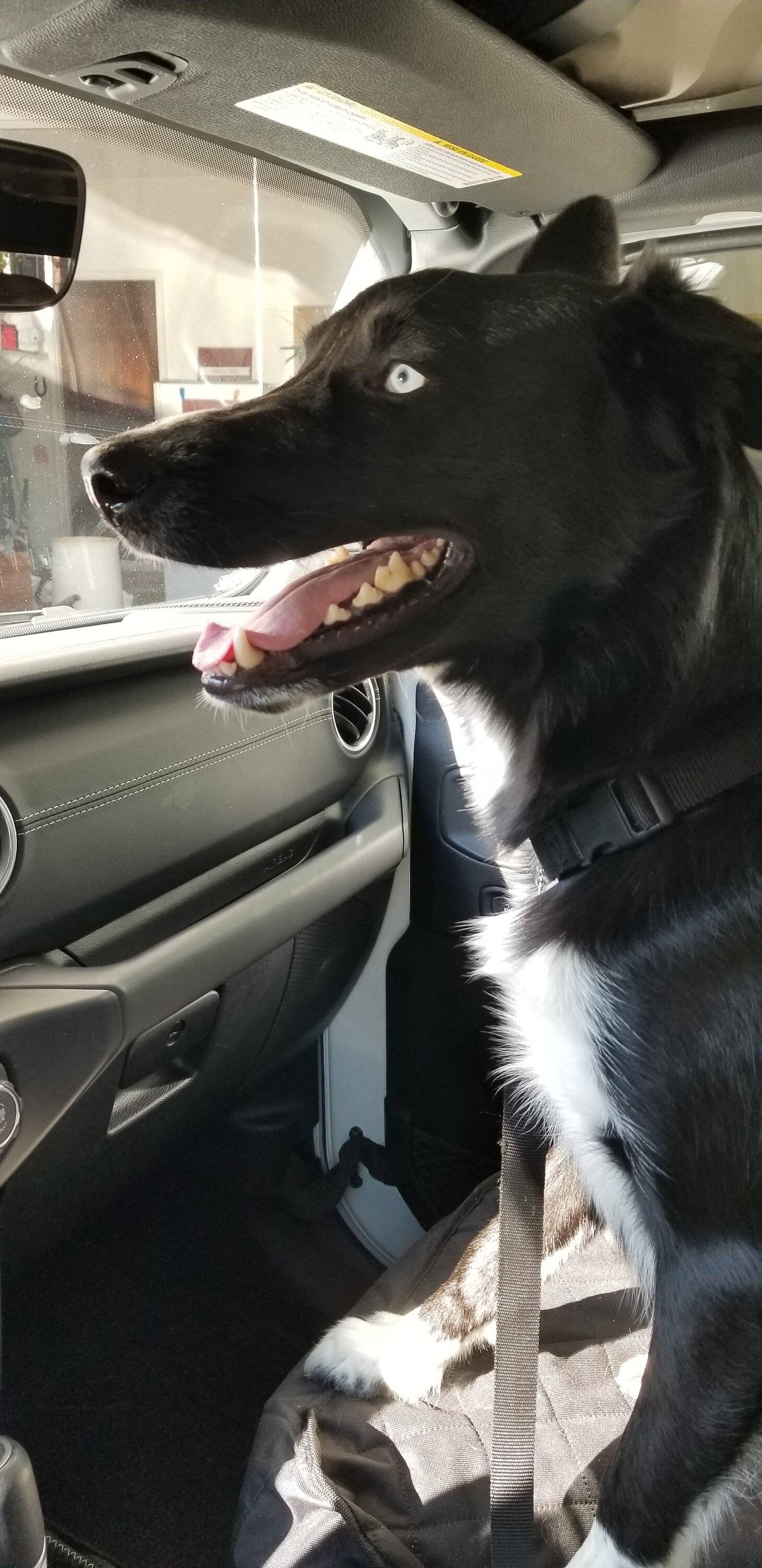 Jeep Gladiator Let’s see your pets cause they are the best companion you can have!!!!! 20220724_092856