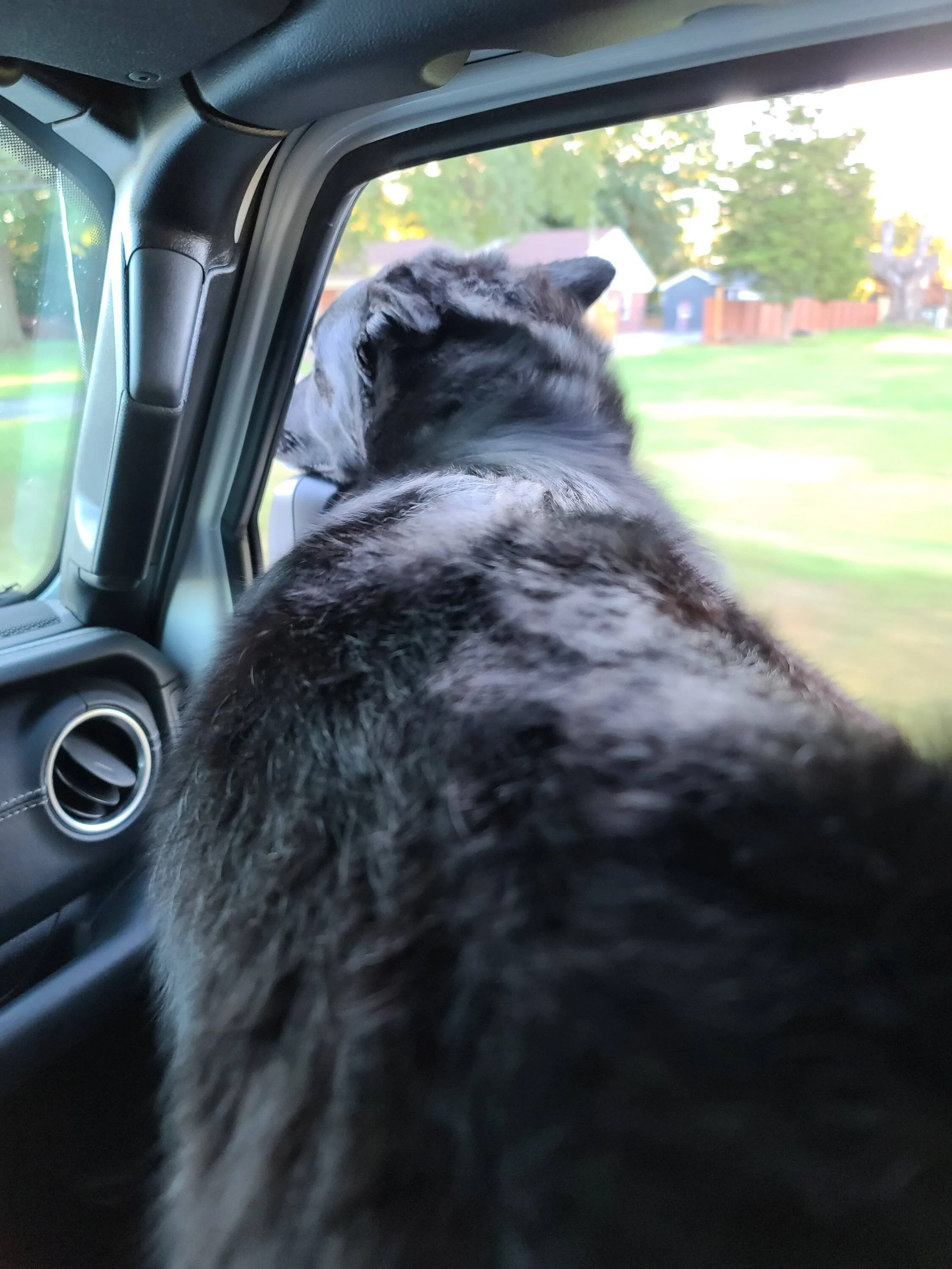 Jeep Gladiator Let’s see your pets cause they are the best companion you can have!!!!! 20221006_180055