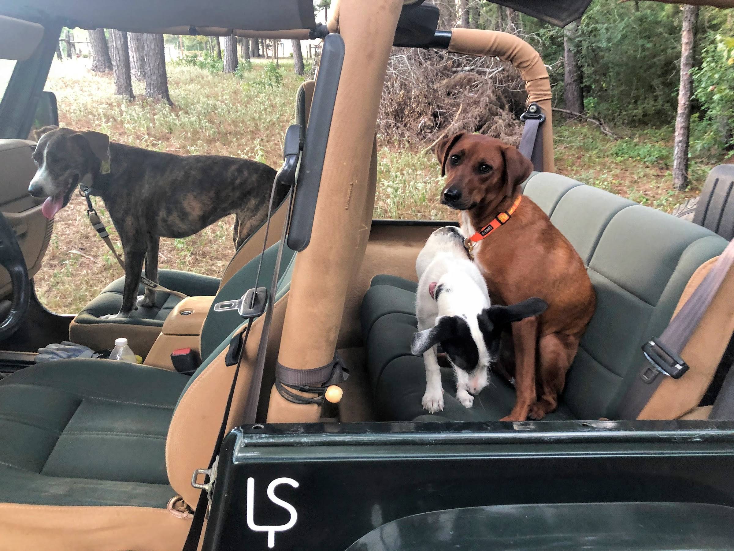 Jeep Gladiator Cloth Upholstery, Dogs and Seatcovers vxTS1CBOGnJvAuufzsw3ffZEcoi5NiDCX_2PAyPMfUpg=w2400