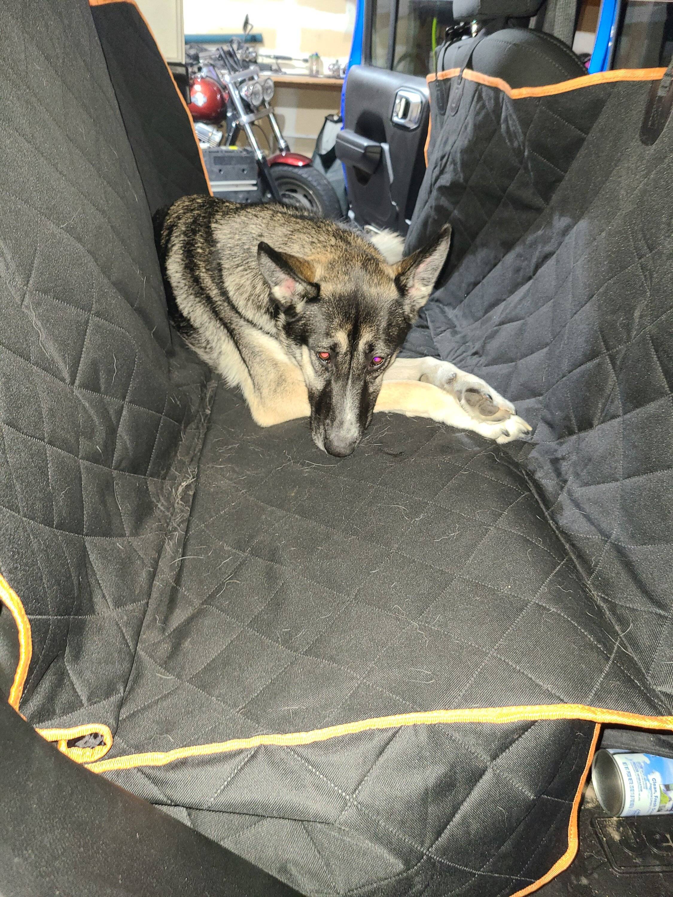 Jeep Gladiator Cloth Upholstery, Dogs and Seatcovers 20220121_212453
