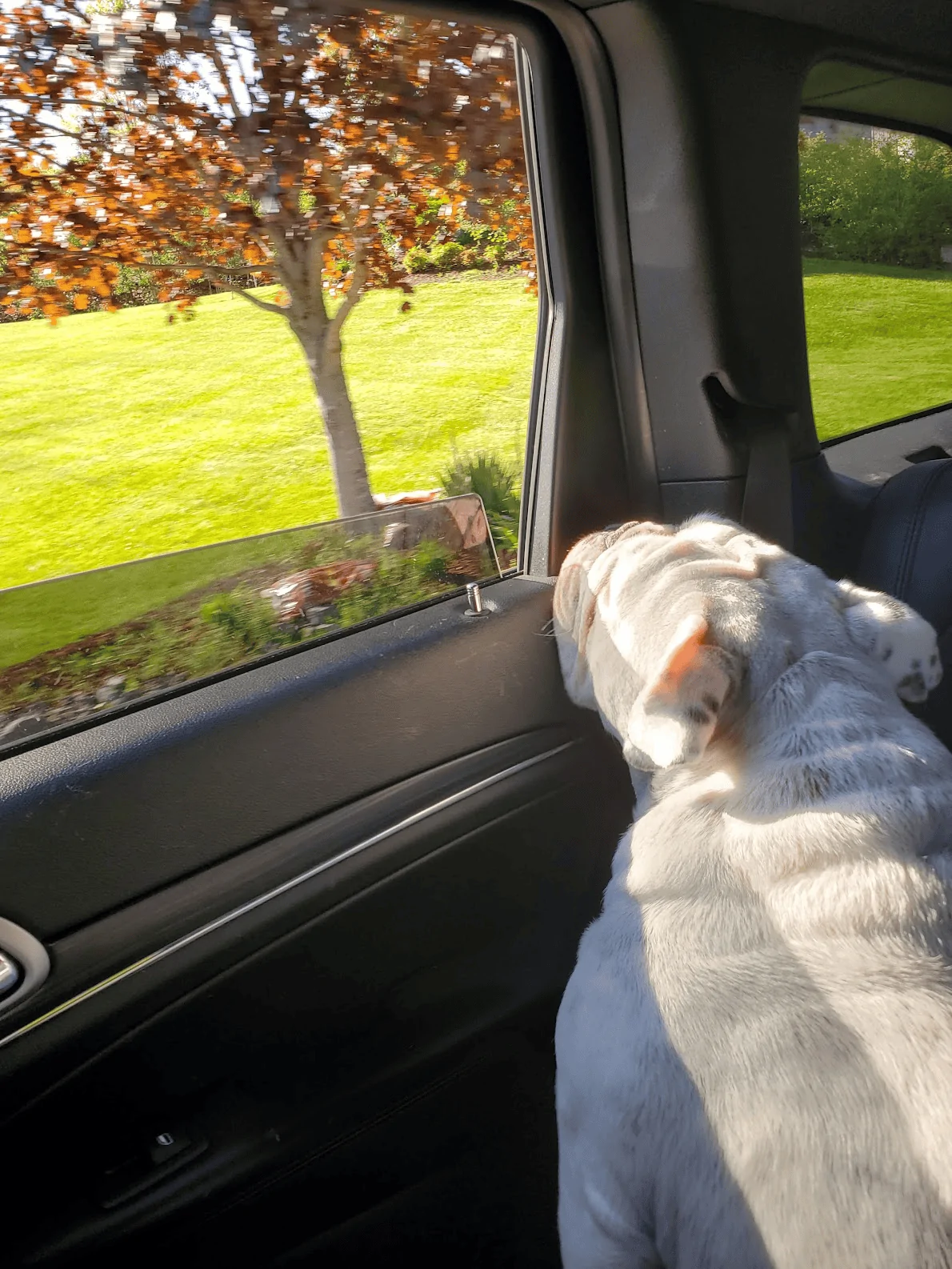 Jeep Gladiator Glad(iator) Dogs! Let's see 'em! 1676390755146