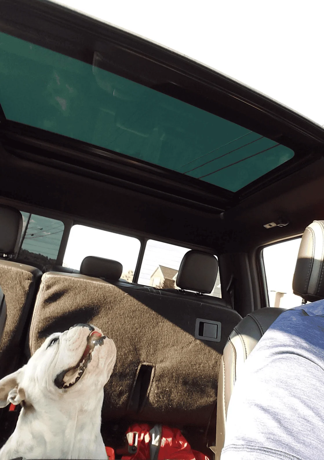 Jeep Gladiator Glad(iator) Dogs! Let's see 'em! 1676390908817