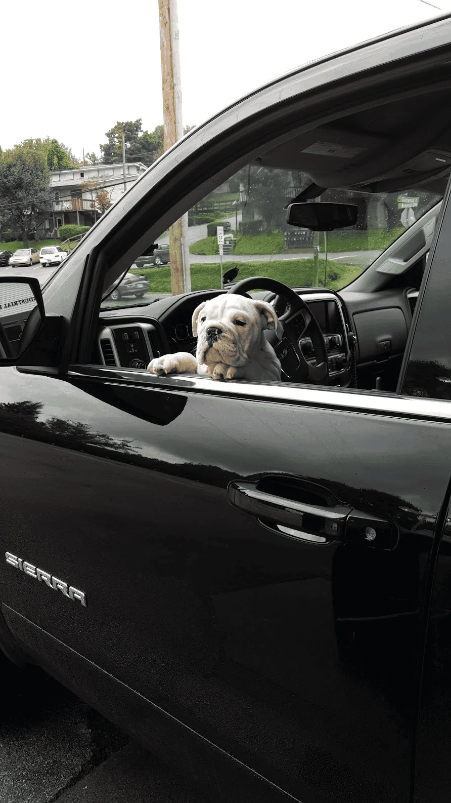 Jeep Gladiator Glad(iator) Dogs! Let's see 'em! 1676391031225