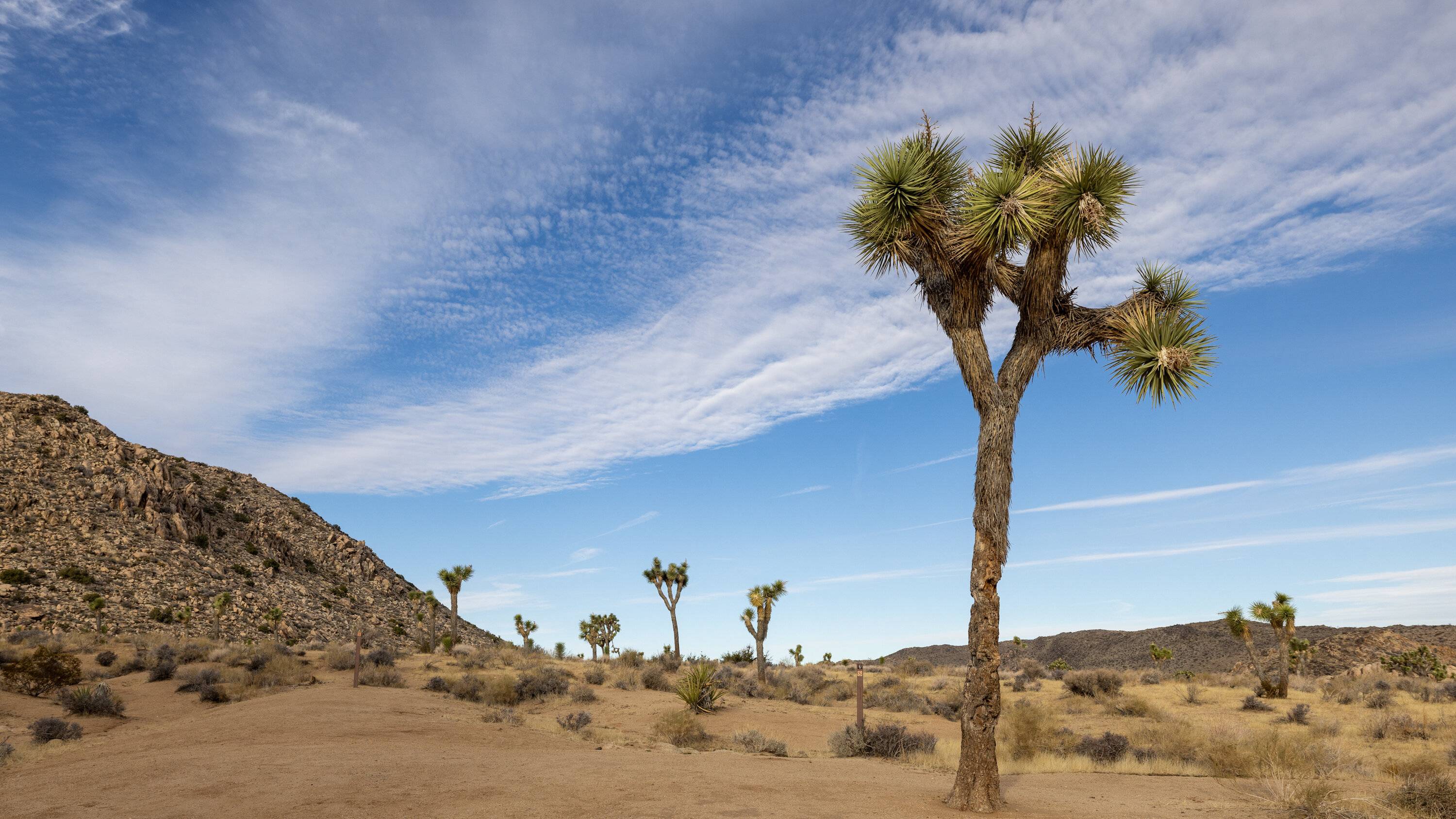 Jeep Gladiator Return to Joshua Tree w/ epic drone footage 2I0A7139.00_01_04_23.Still002