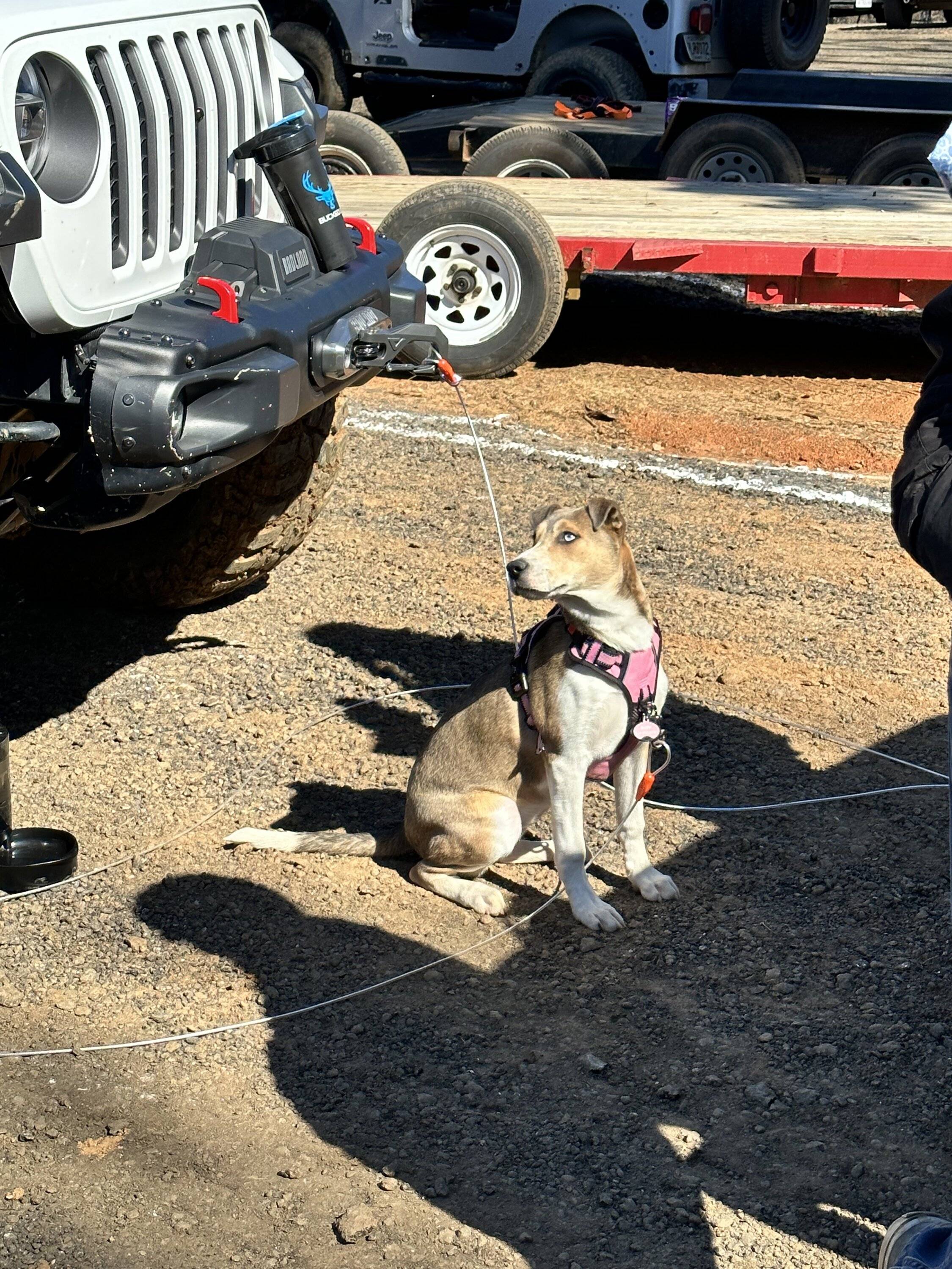 Jeep Gladiator Glad(iator) Dogs! Let's see 'em! tempImageFKBUnG