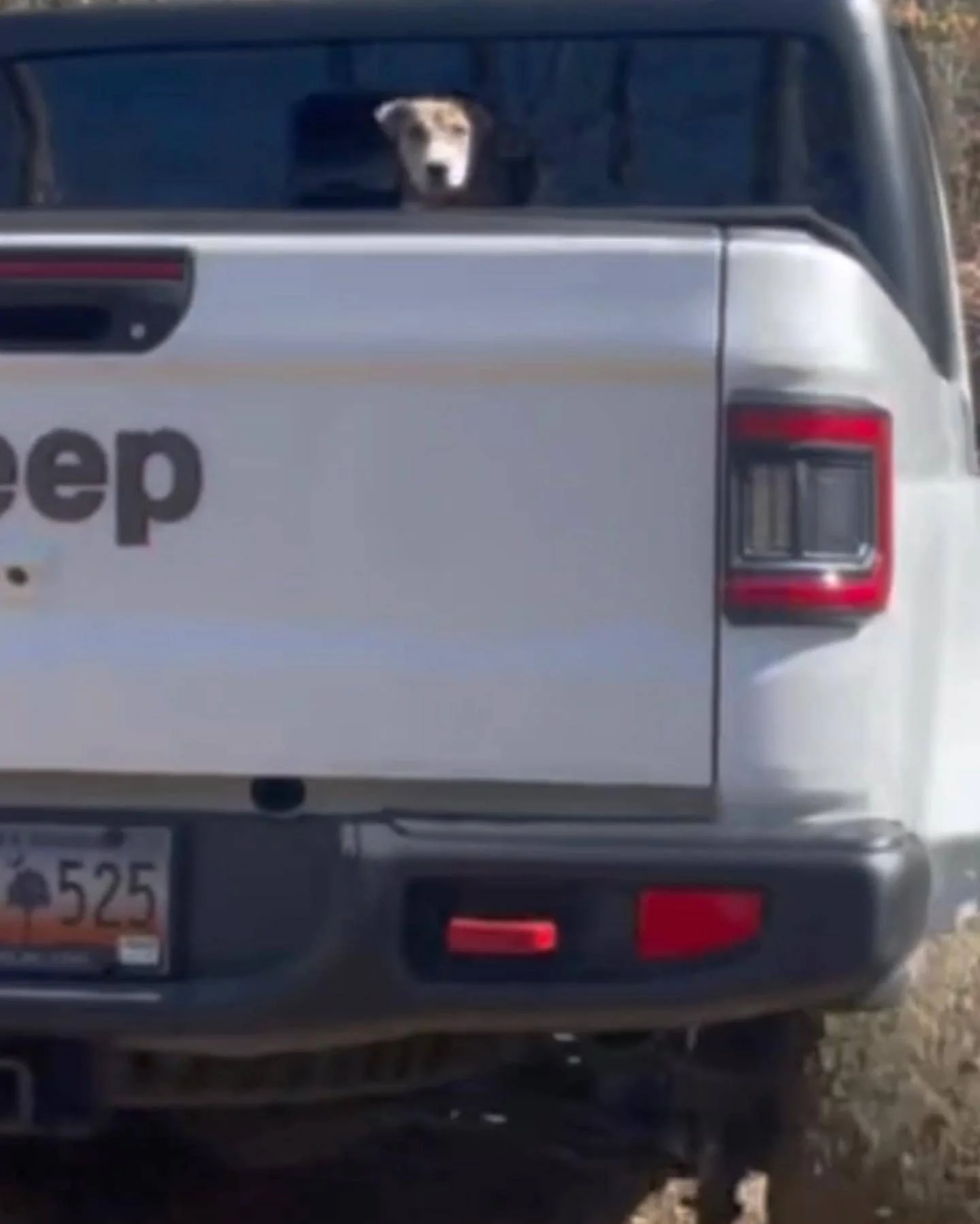 Jeep Gladiator Glad(iator) Dogs! Let's see 'em! IMG_6626 2