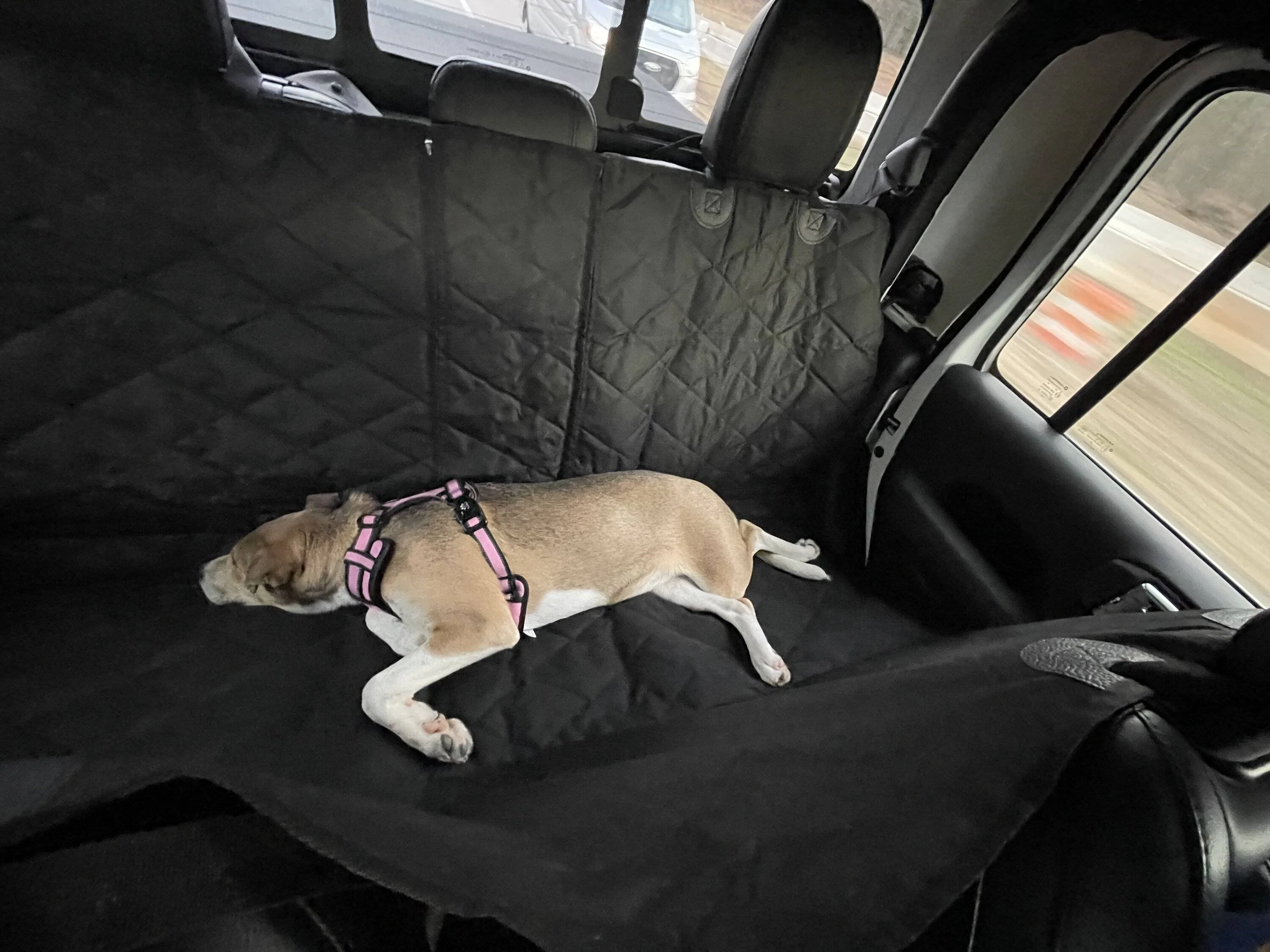 Jeep Gladiator Glad(iator) Dogs! Let's see 'em! tempImageRGwbpU