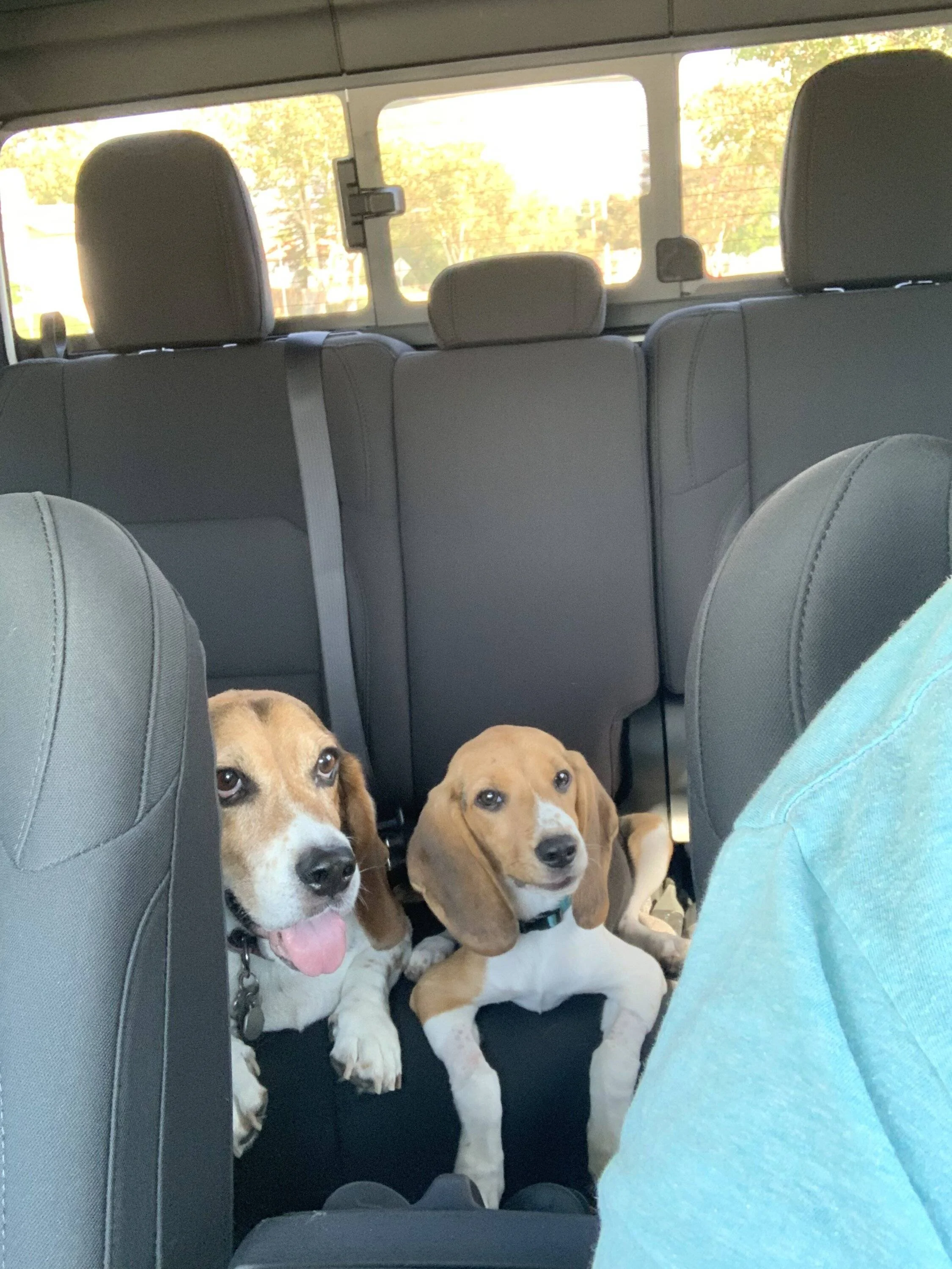 Jeep Gladiator Glad(iator) Dogs! Let's see 'em! 86FE6F12-AB00-49FB-8180-A23C8661FA27