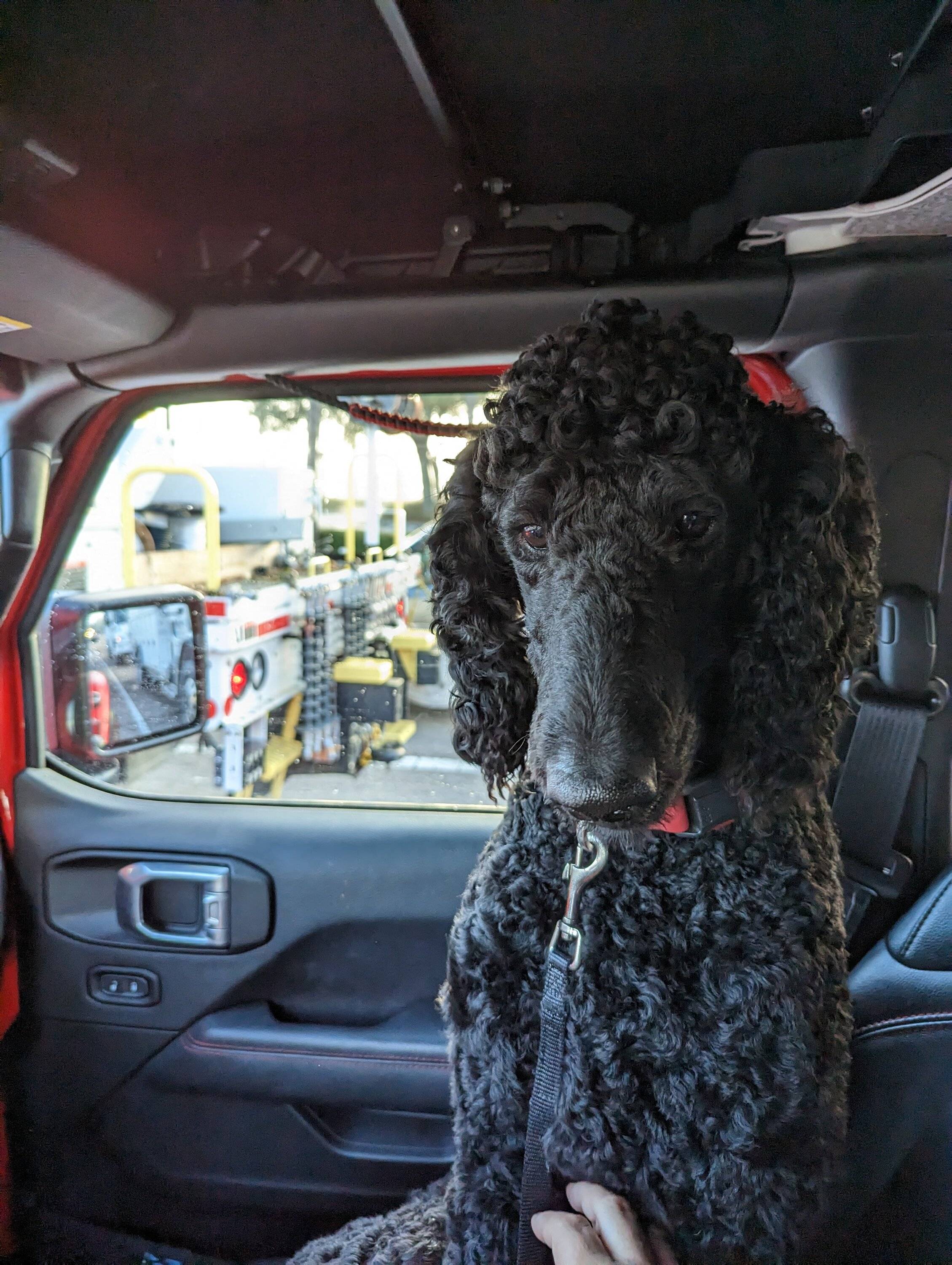 Jeep Gladiator Glad(iator) Dogs! Let's see 'em! PXL_20230222_123948854