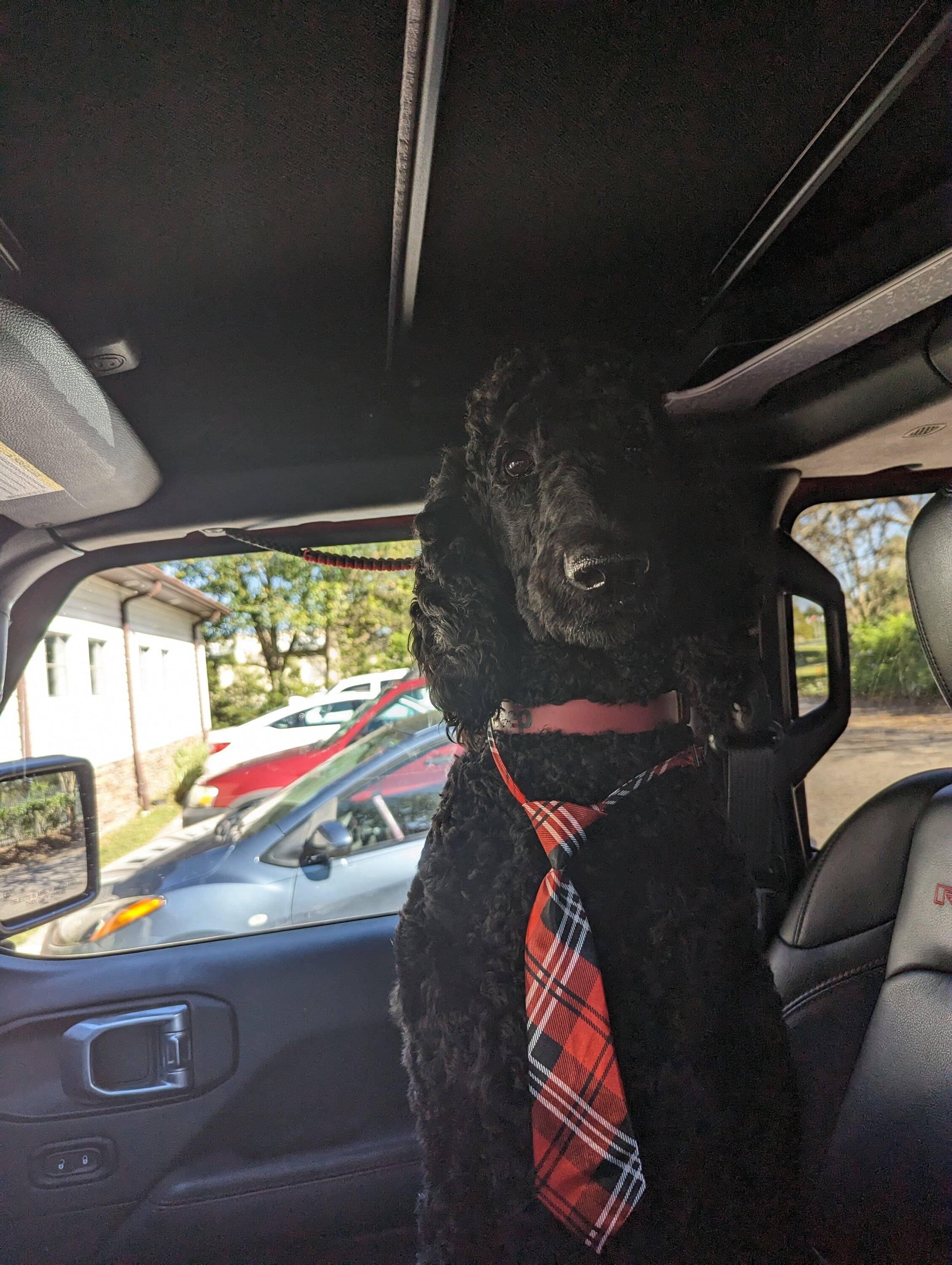 Jeep Gladiator Glad(iator) Dogs! Let's see 'em! PXL_20230222_202751519