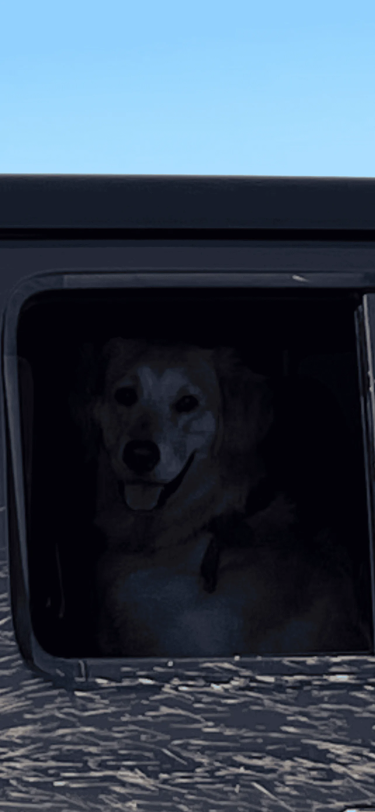 Jeep Gladiator Glad(iator) Dogs! Let's see 'em! A9DBE2DB-DB4F-4358-B22D-5BC4BDA48530