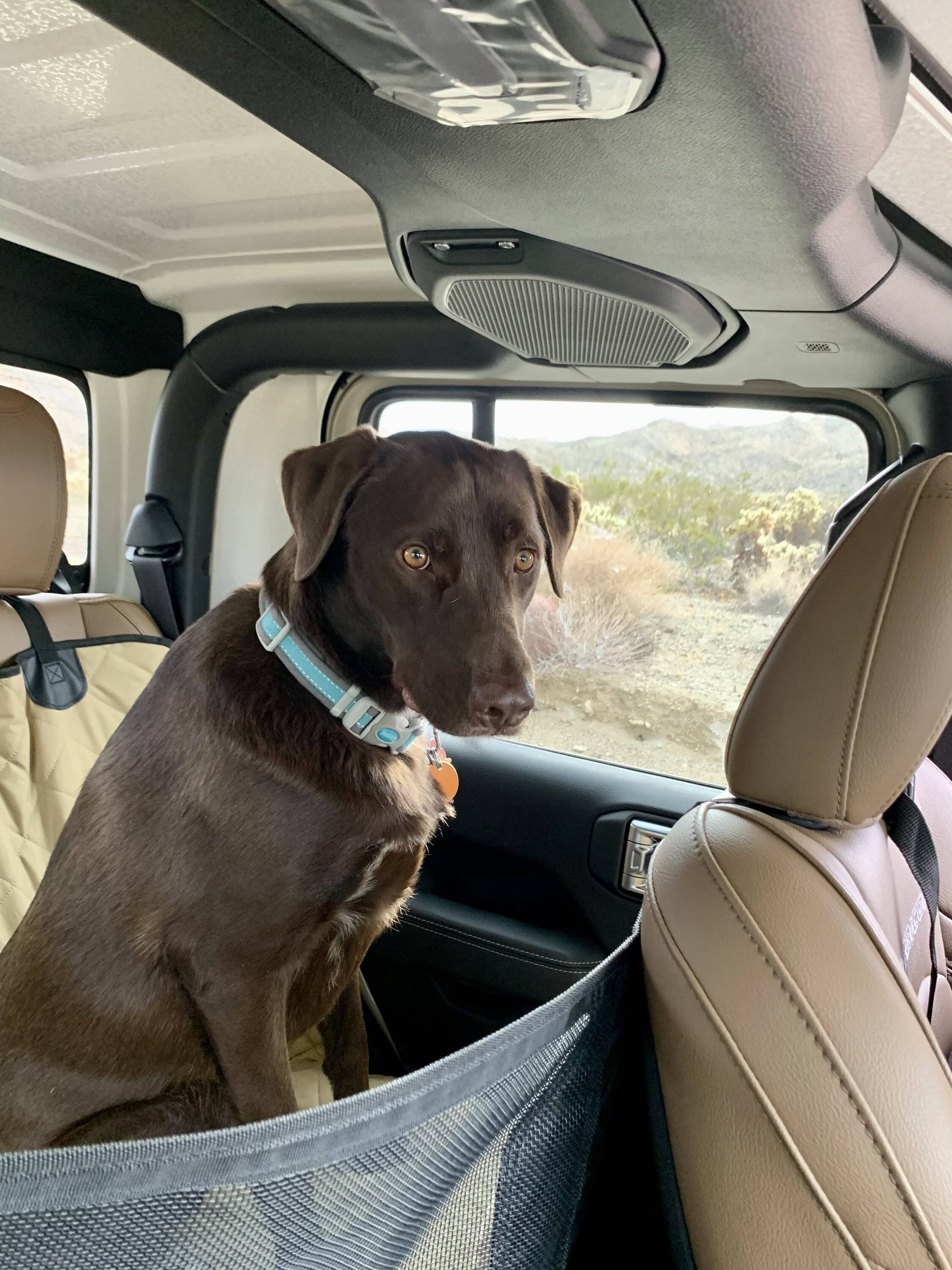 Jeep Gladiator Glad(iator) Dogs! Let's see 'em! B3C2AC22-263D-4975-B432-13687F1180EC