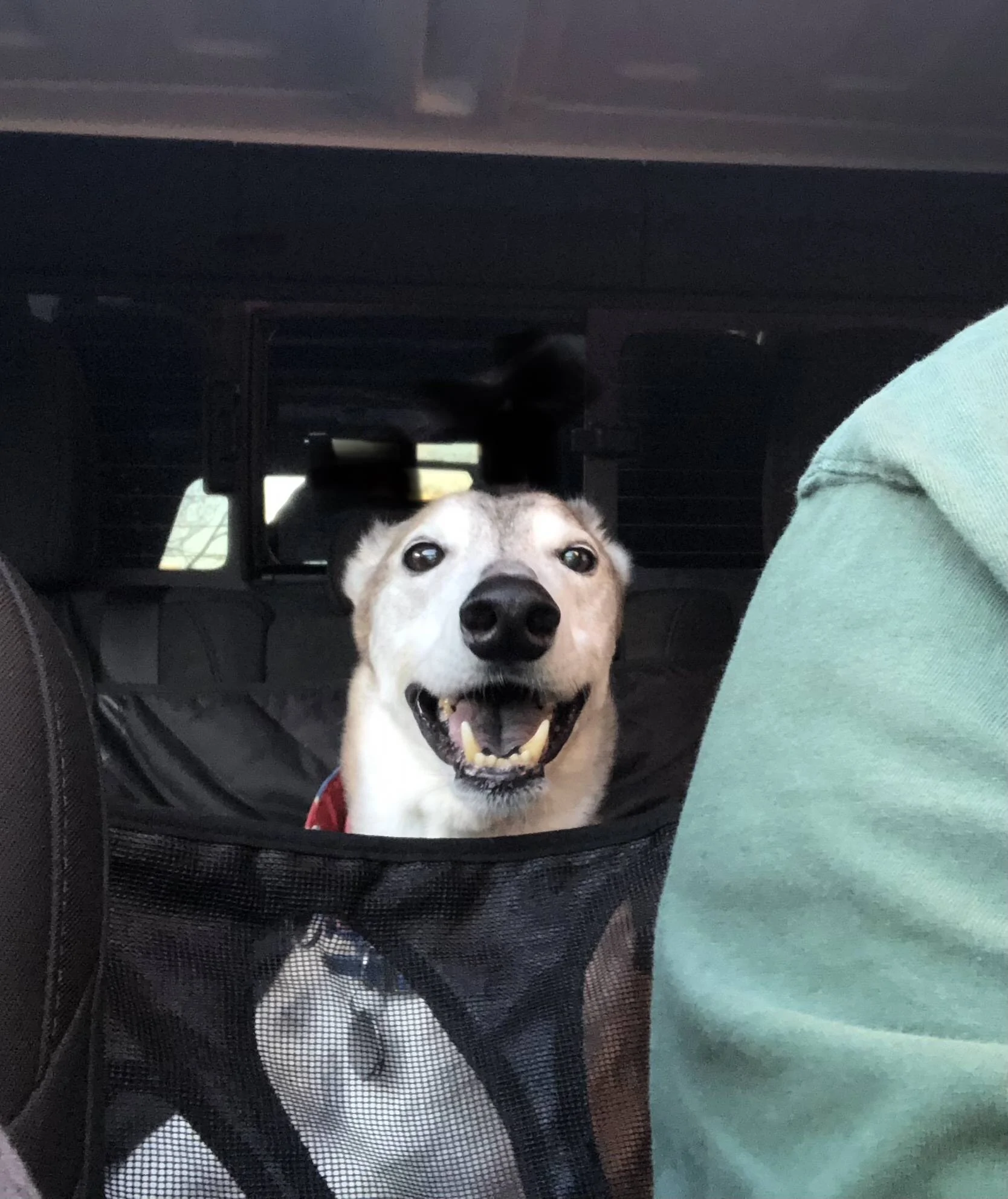 Jeep Gladiator Glad(iator) Dogs! Let's see 'em! 69490BAB-18E9-44E6-A388-2808244D29F3