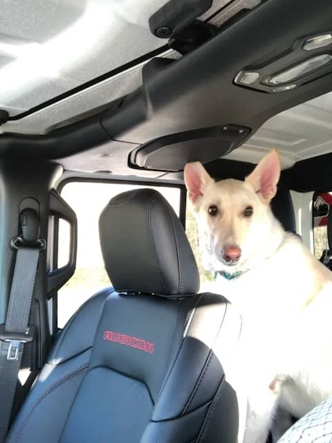 Jeep Gladiator Glad(iator) Dogs! Let's see 'em! 81415980-DE86-4A51-A83E-6D64BC7C09A9
