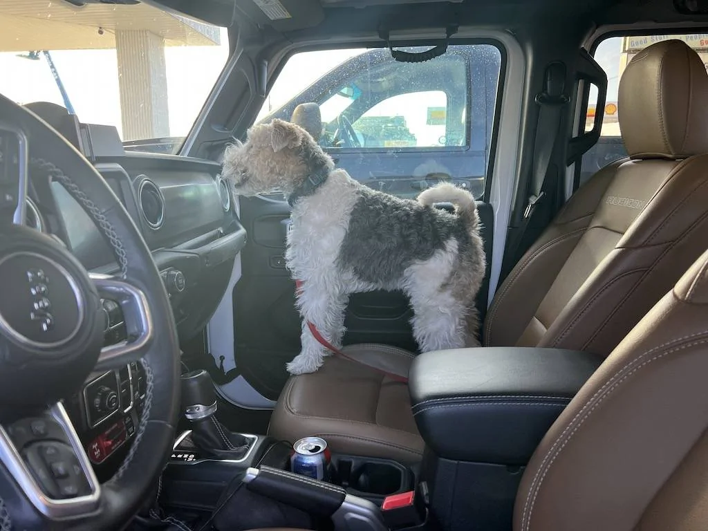 Jeep Gladiator Glad(iator) Dogs! Let's see 'em! IMG_2887