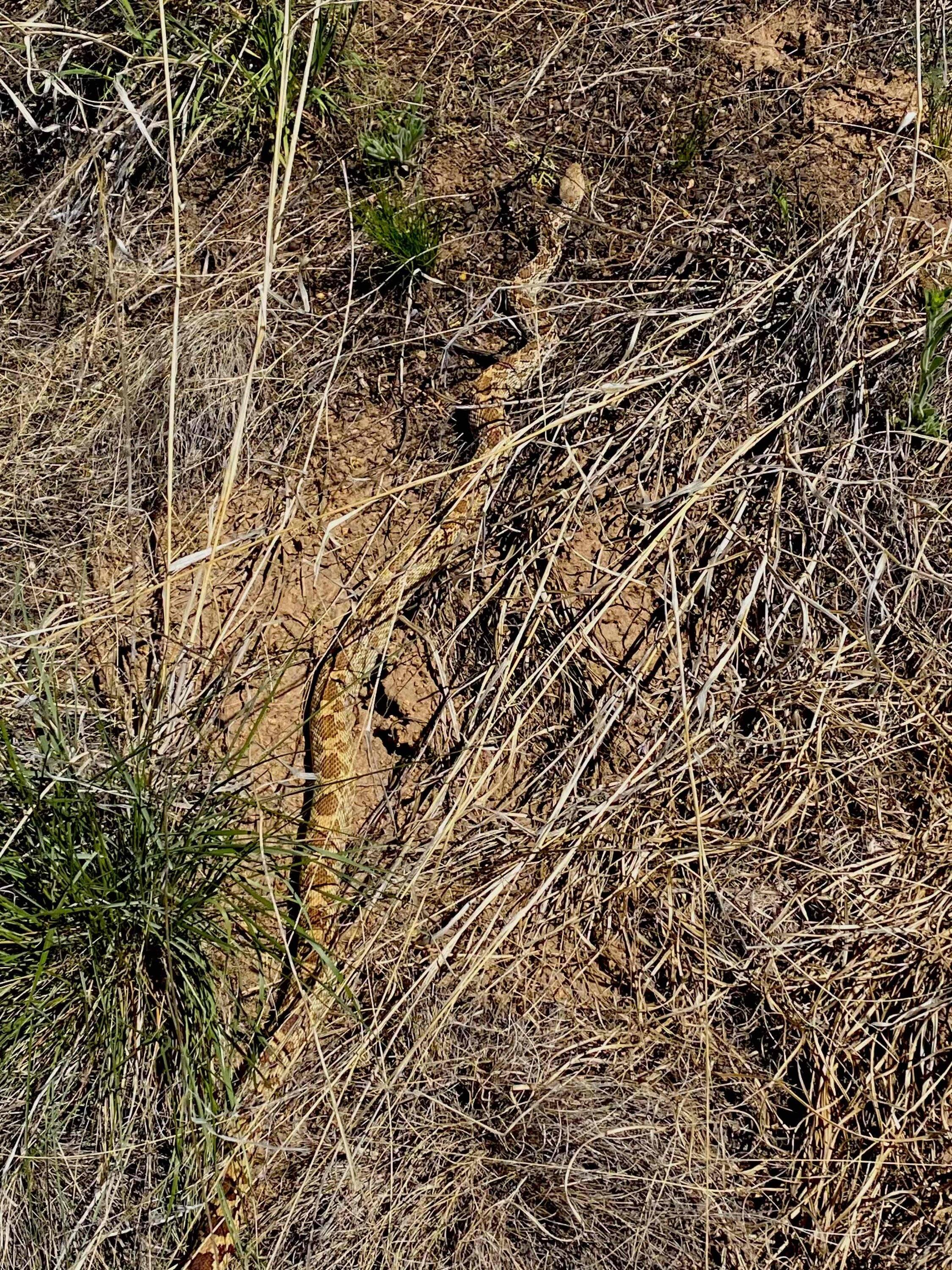 Jeep Gladiator What did you do WITH your Gladiator today? Snakes3