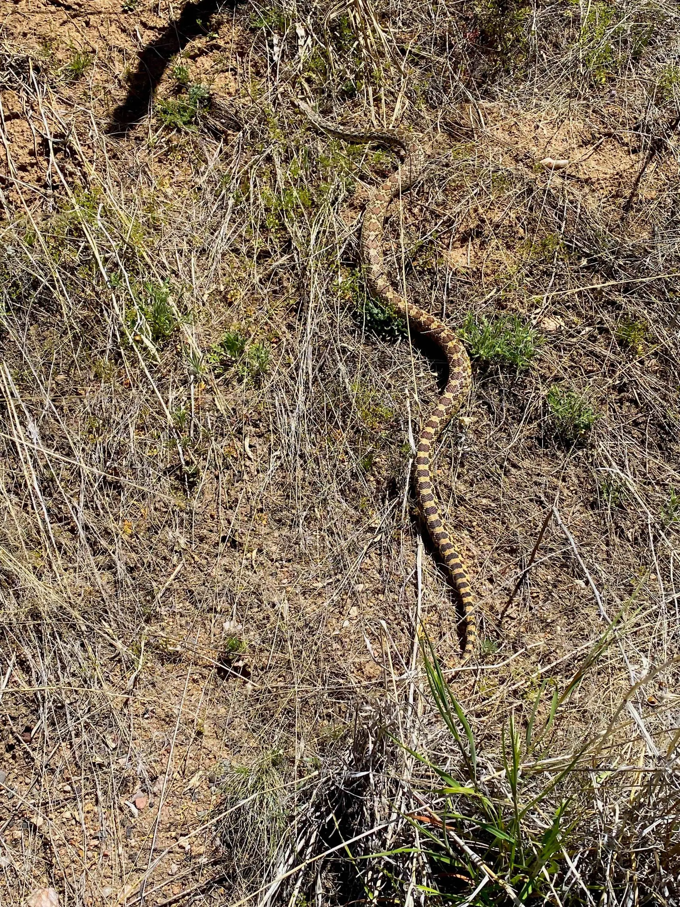 Jeep Gladiator What did you do WITH your Gladiator today? Snakes4