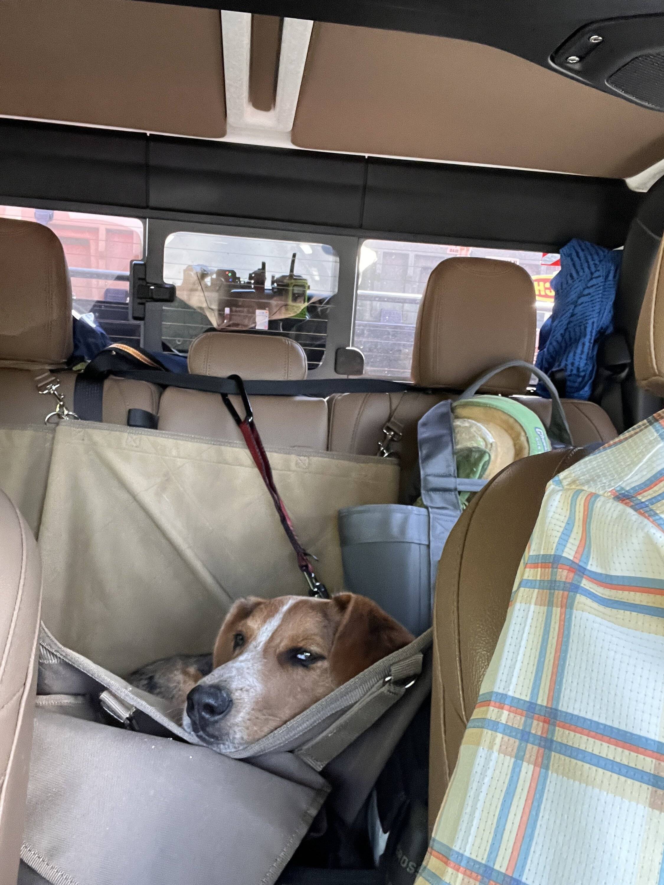 Jeep Gladiator Overlanding/Camping with 2 Australian Shepherds IMG_3219