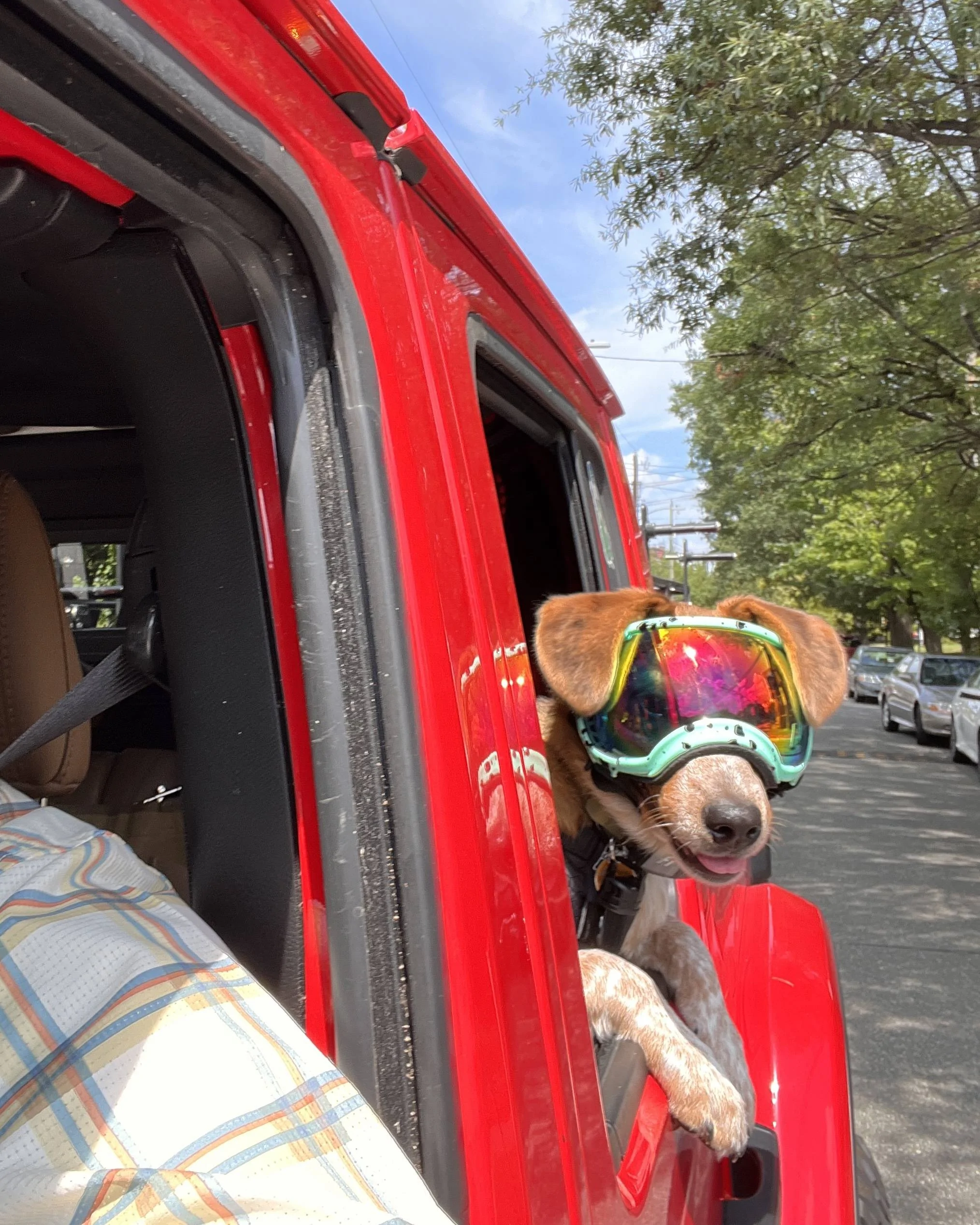 Jeep Gladiator Overlanding/Camping with 2 Australian Shepherds IMG_2906
