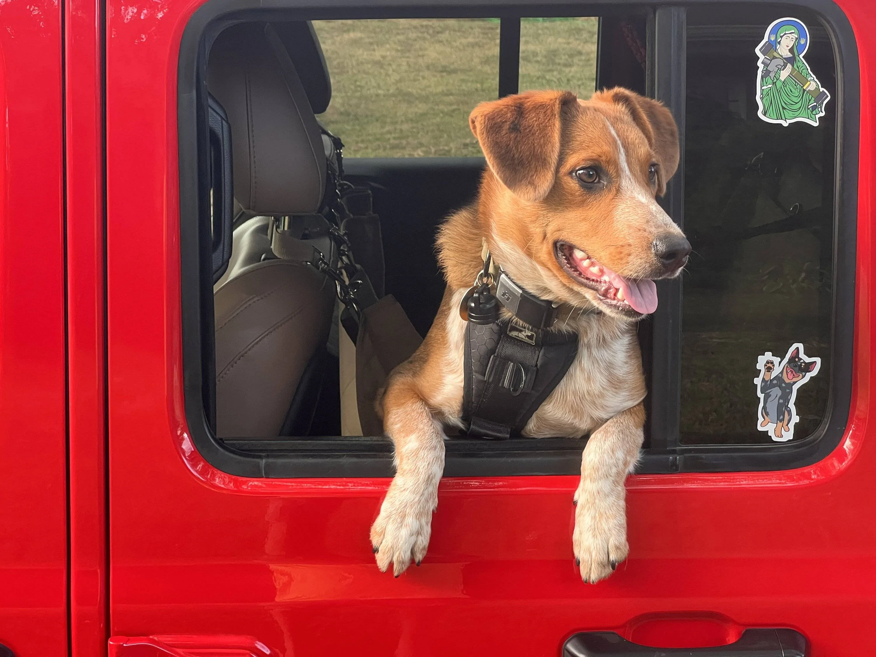 Jeep Gladiator Overlanding/Camping with 2 Australian Shepherds IMG_3546