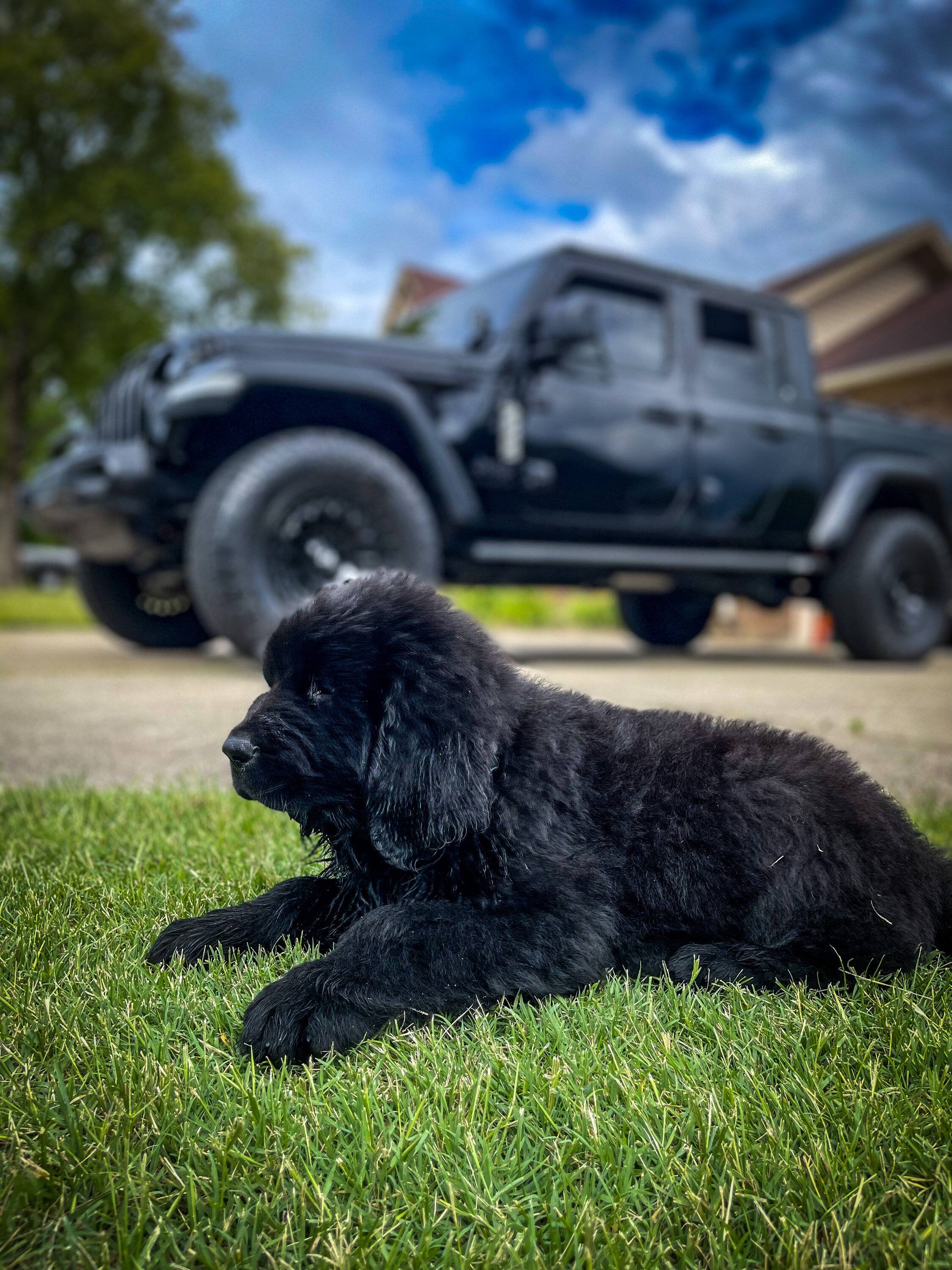 Jeep Gladiator Glad(iator) Dogs! Let's see 'em! IMG_7308_