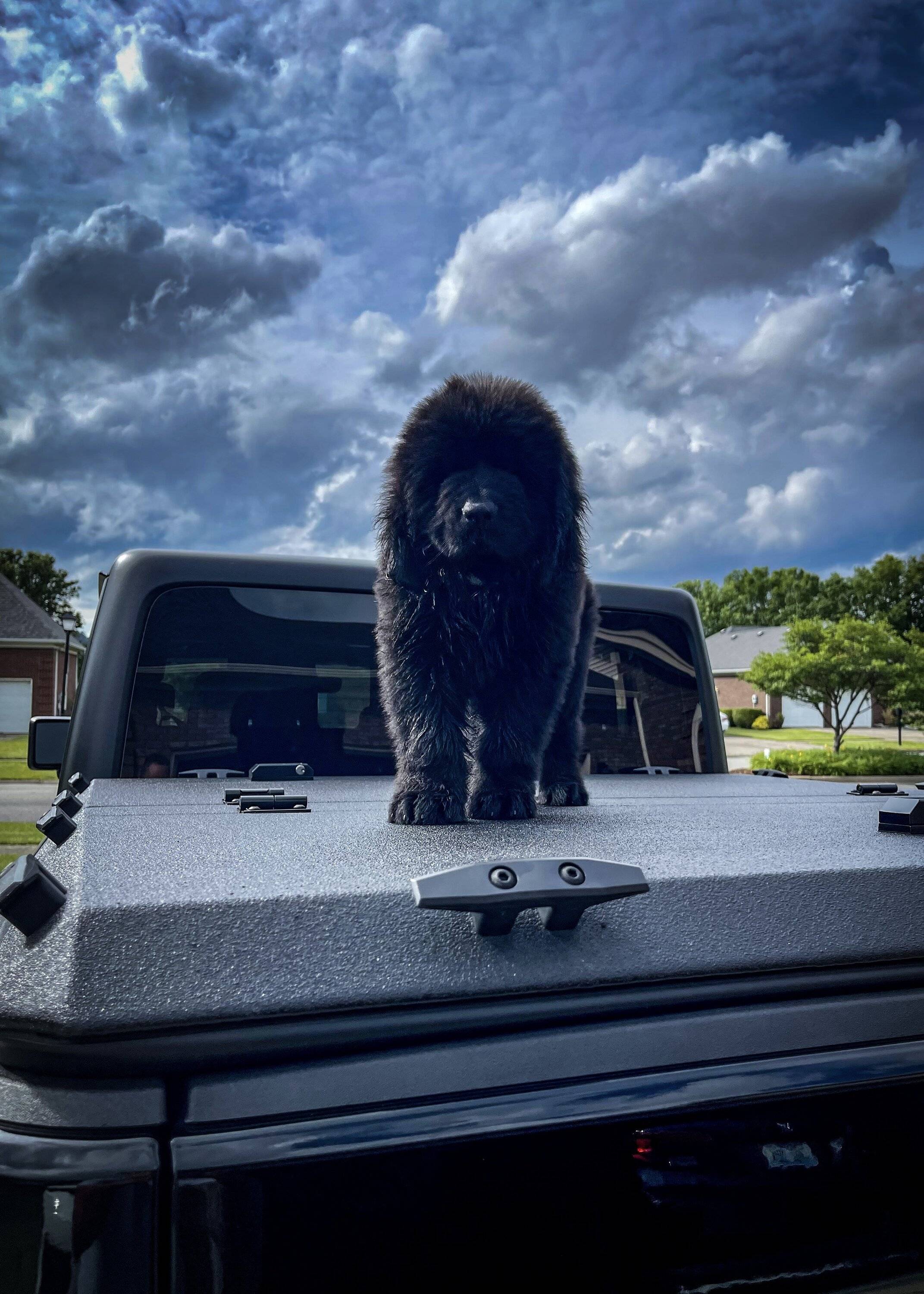 Jeep Gladiator Glad(iator) Dogs! Let's see 'em! IMG_7302_