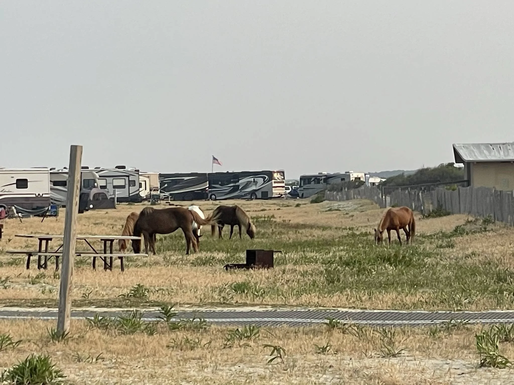 Jeep Gladiator Gladiator Camping w/ Wild Horses of Assateague State Park IMG_3510